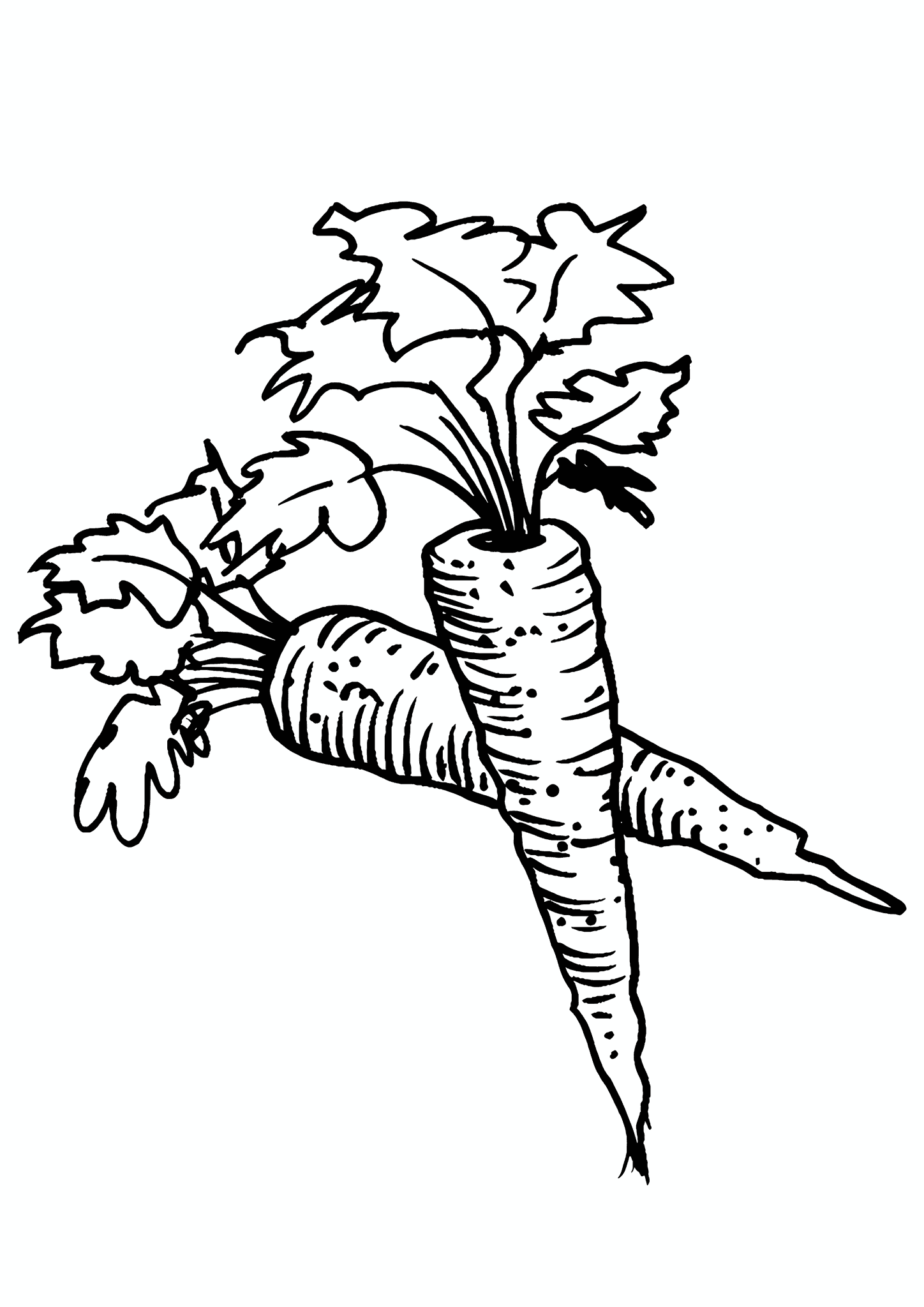 Useful Carrots