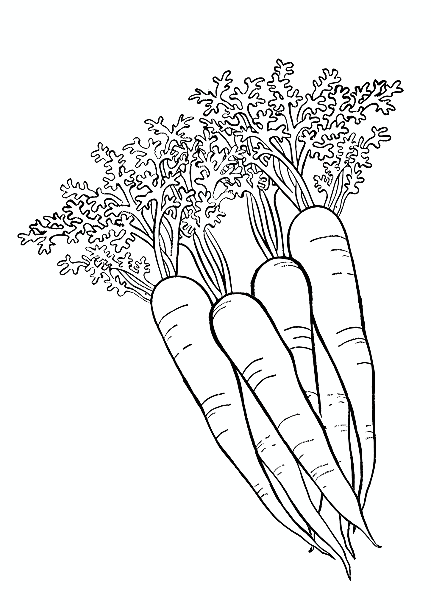 Bunch of Carrots