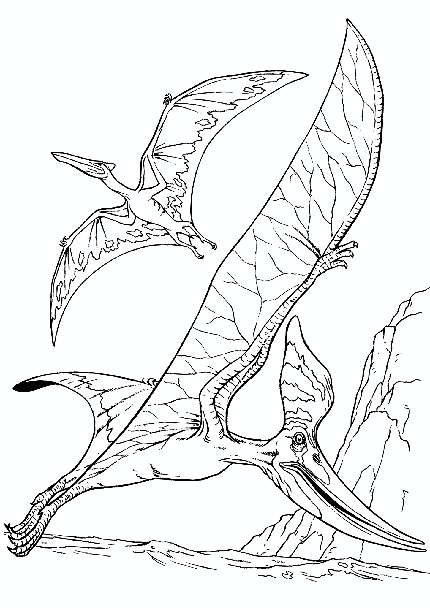 Pair of Pterodactylus