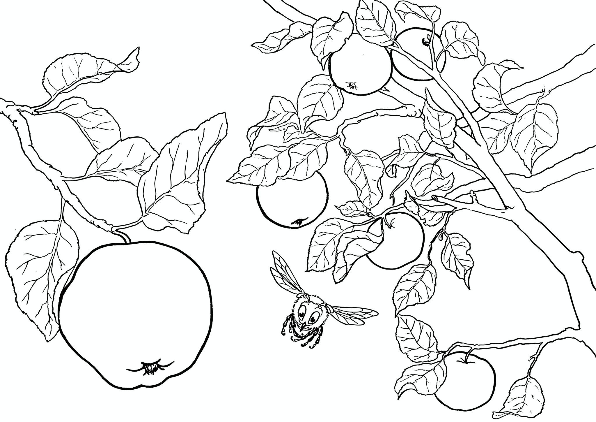 Apple Tree Branches