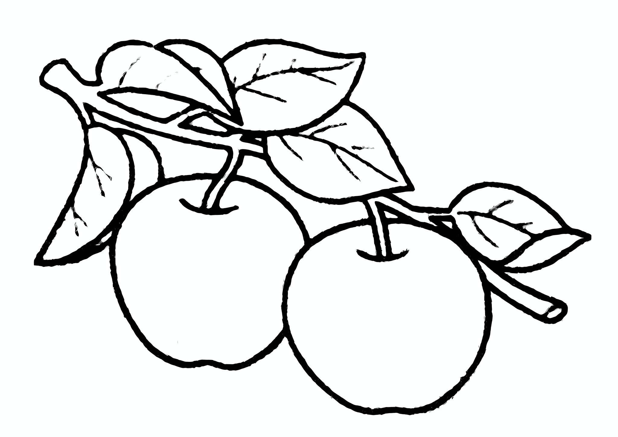 Couple of Apples on a Branch