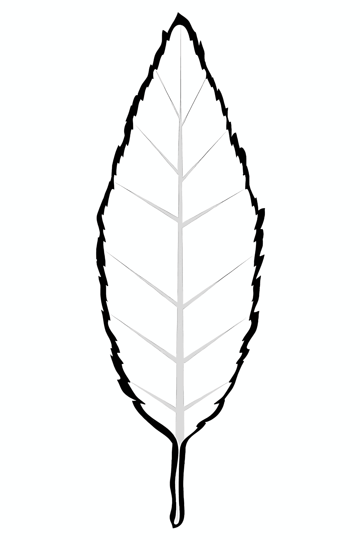 Beech Leaf