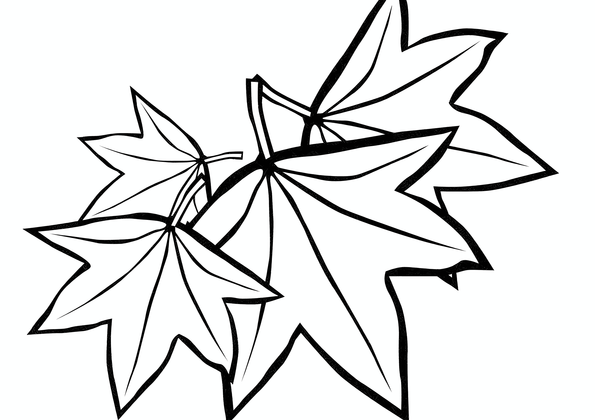 Fallen Maple Leaves