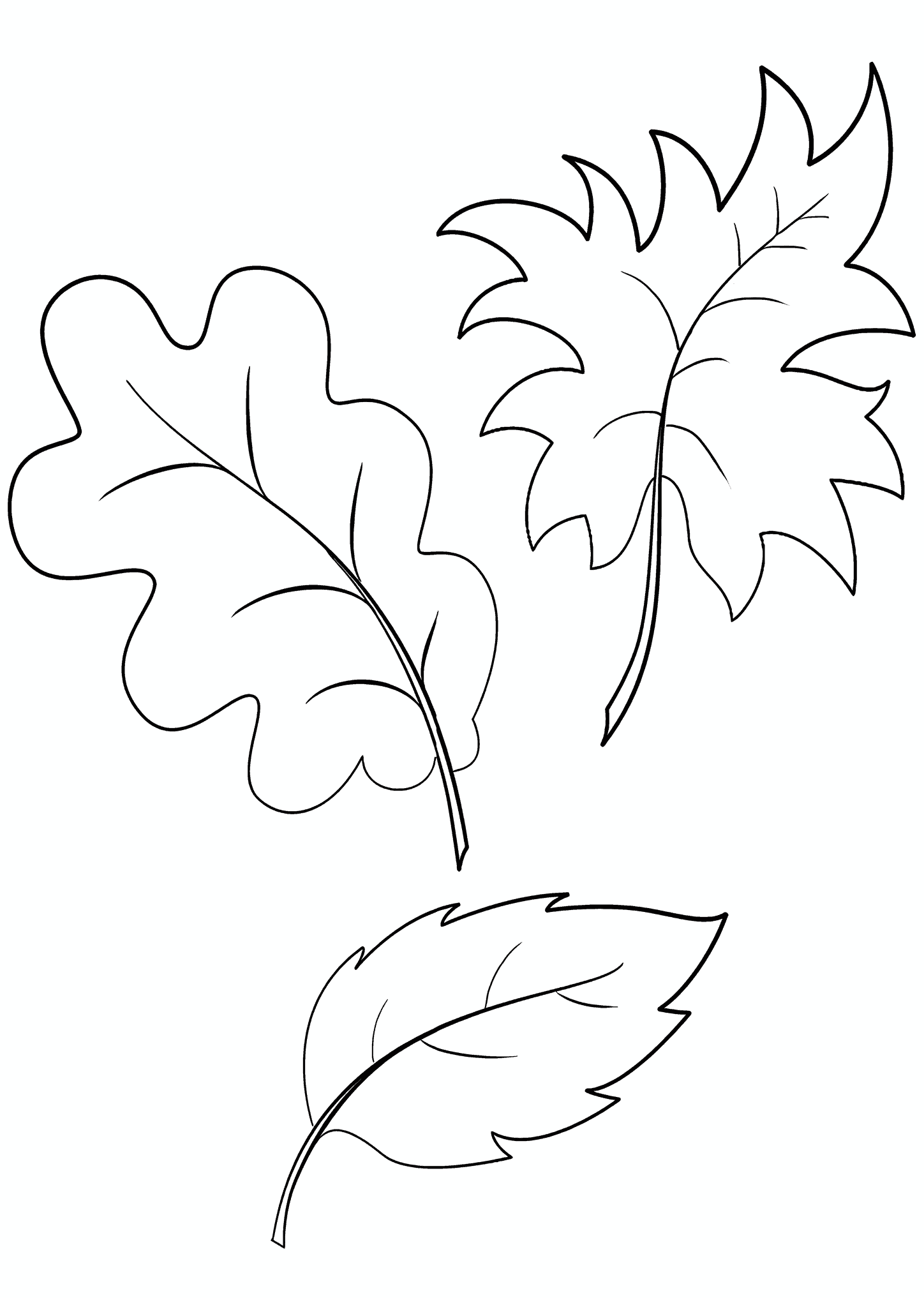 Leaf of Oak Maple and Beech
