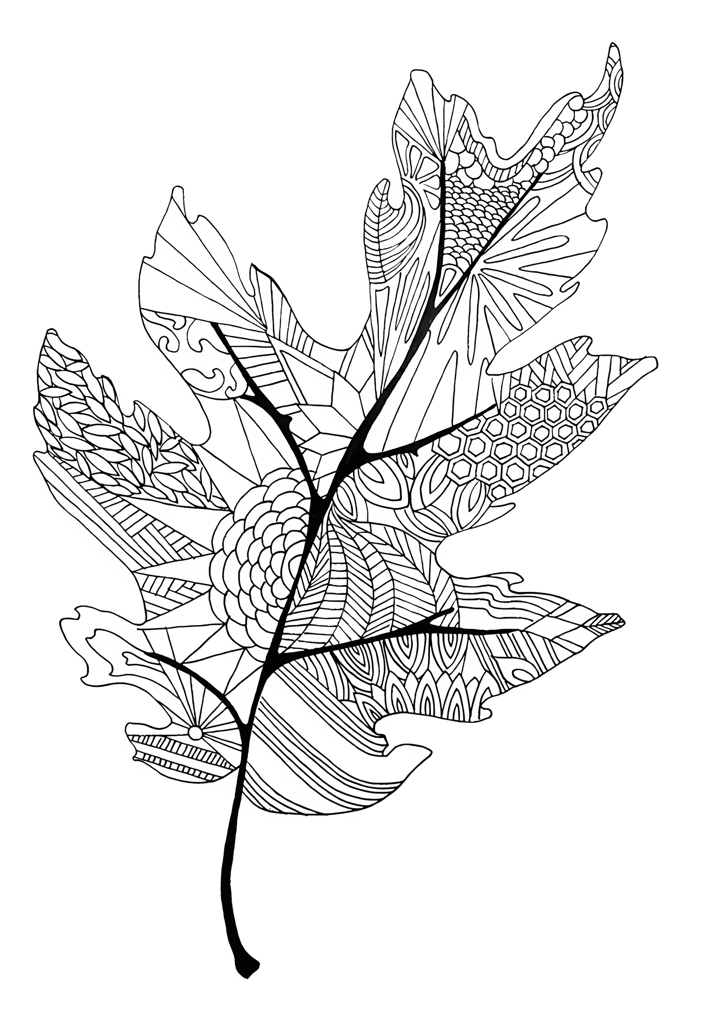 Beautiful Oak Leaf