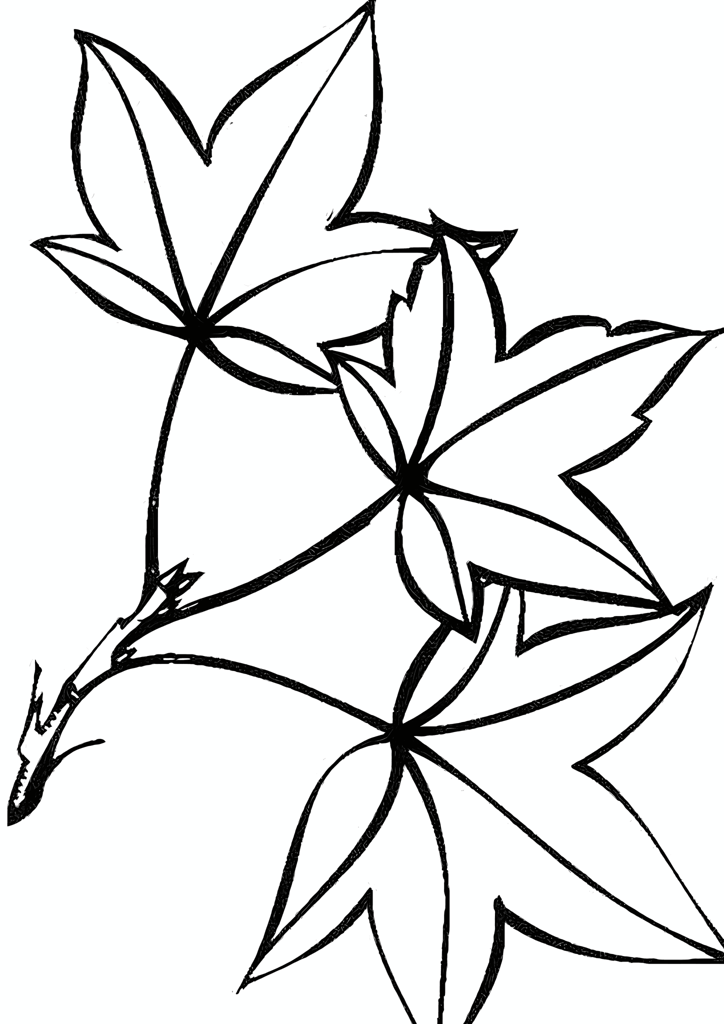 Ash Maple