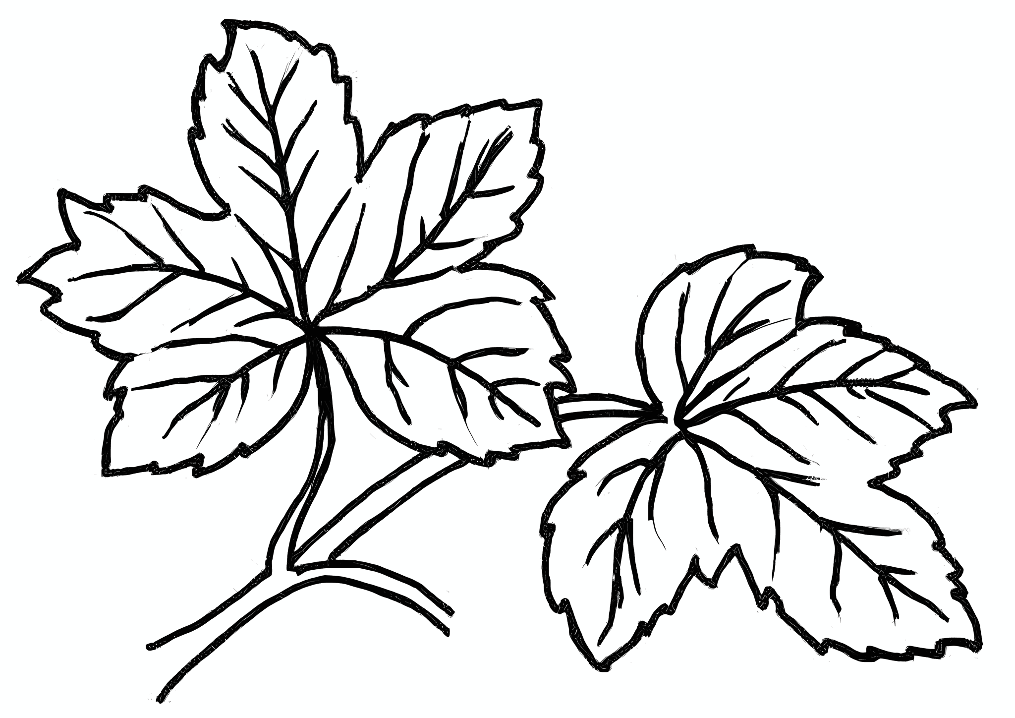 Leaves of a Broadleaf Forest