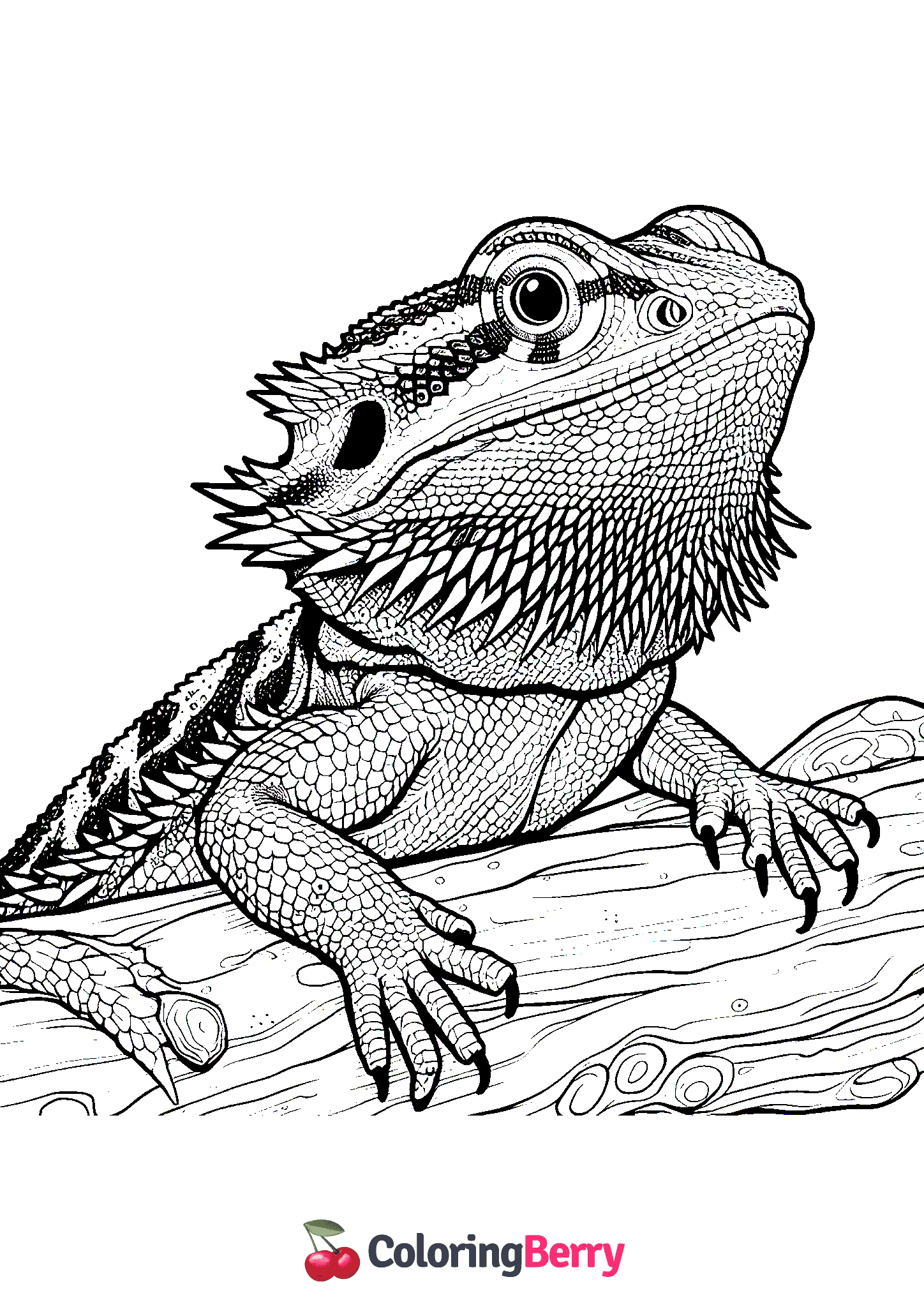 Bearded Dragon Lizard