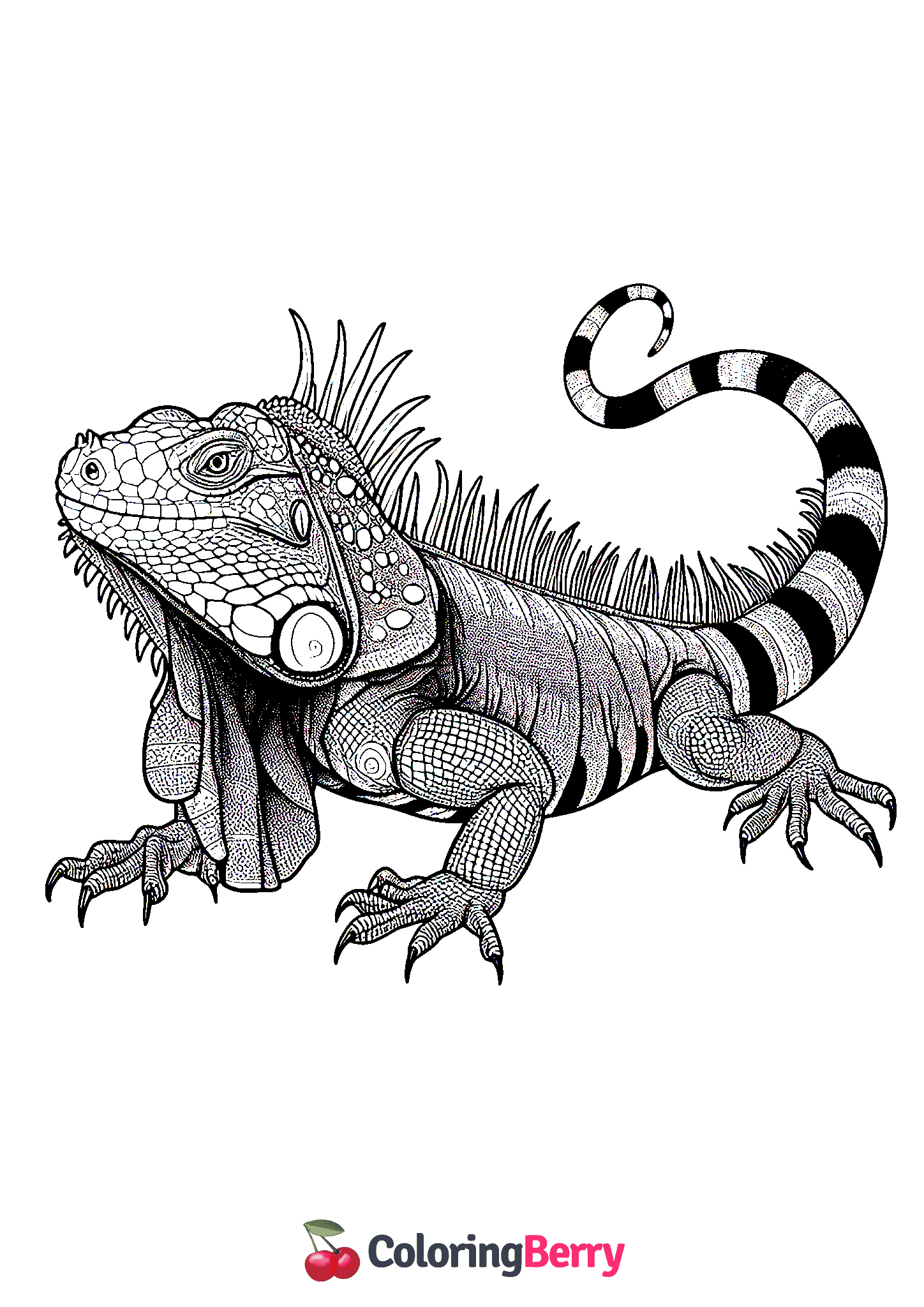 Iguana Lizard