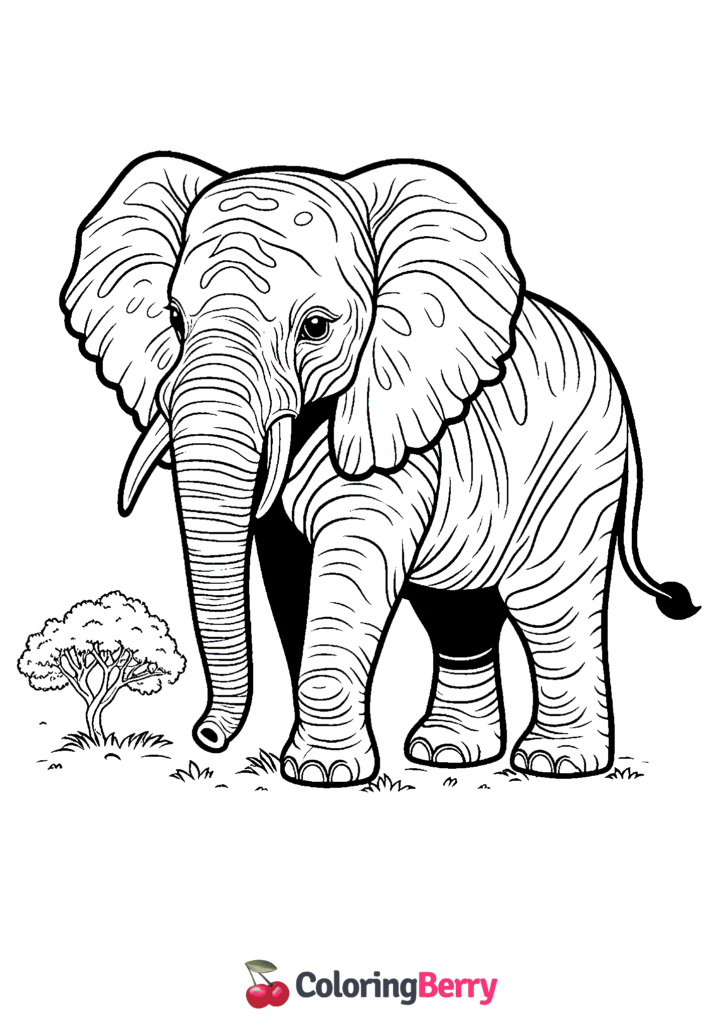 African Elephant