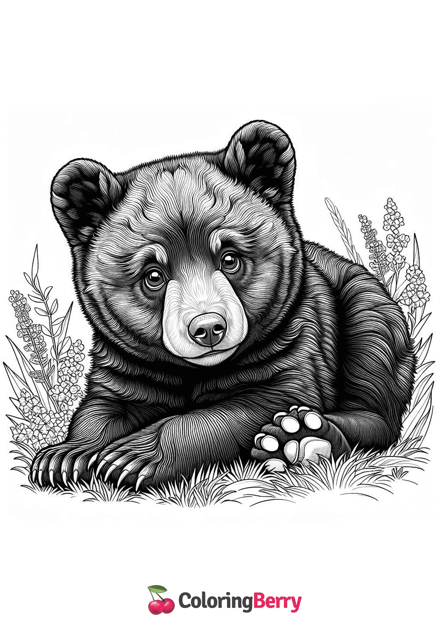 American Black Bear Cub
