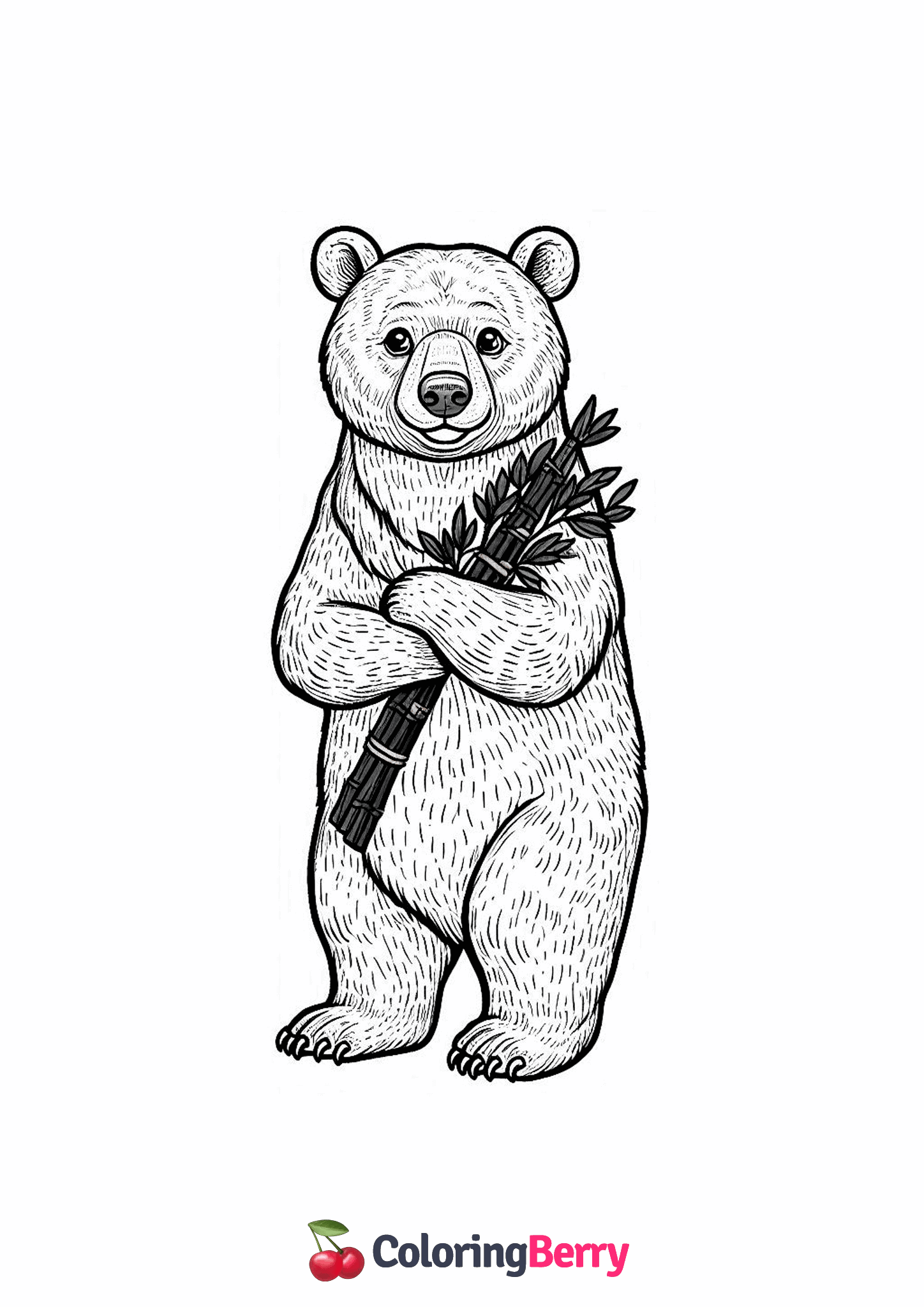 Asiatic Black Bear