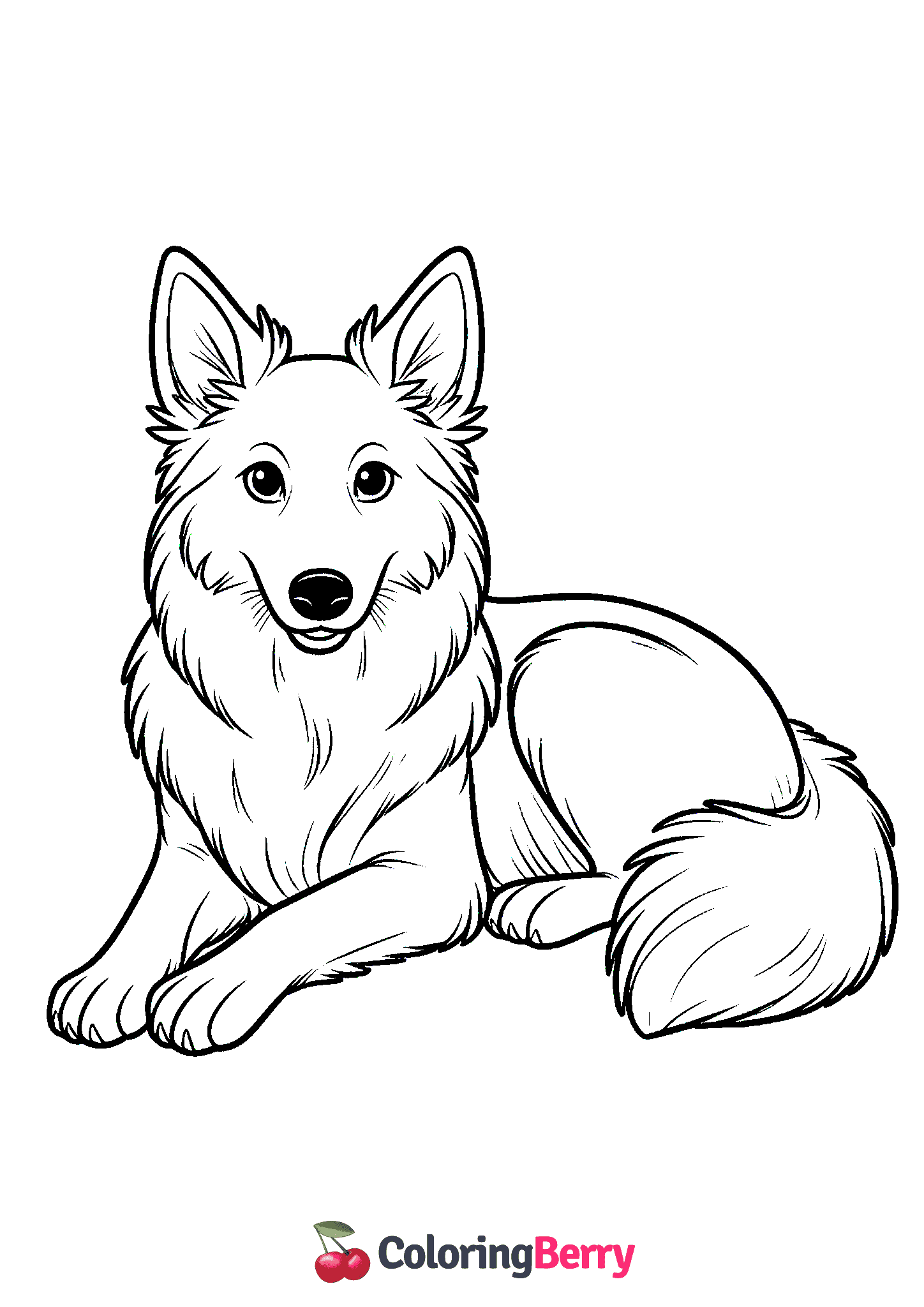 Australian Kelpie Dog