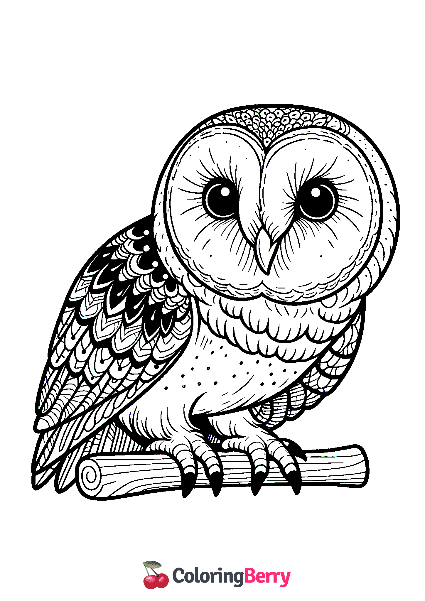 Barn Owl