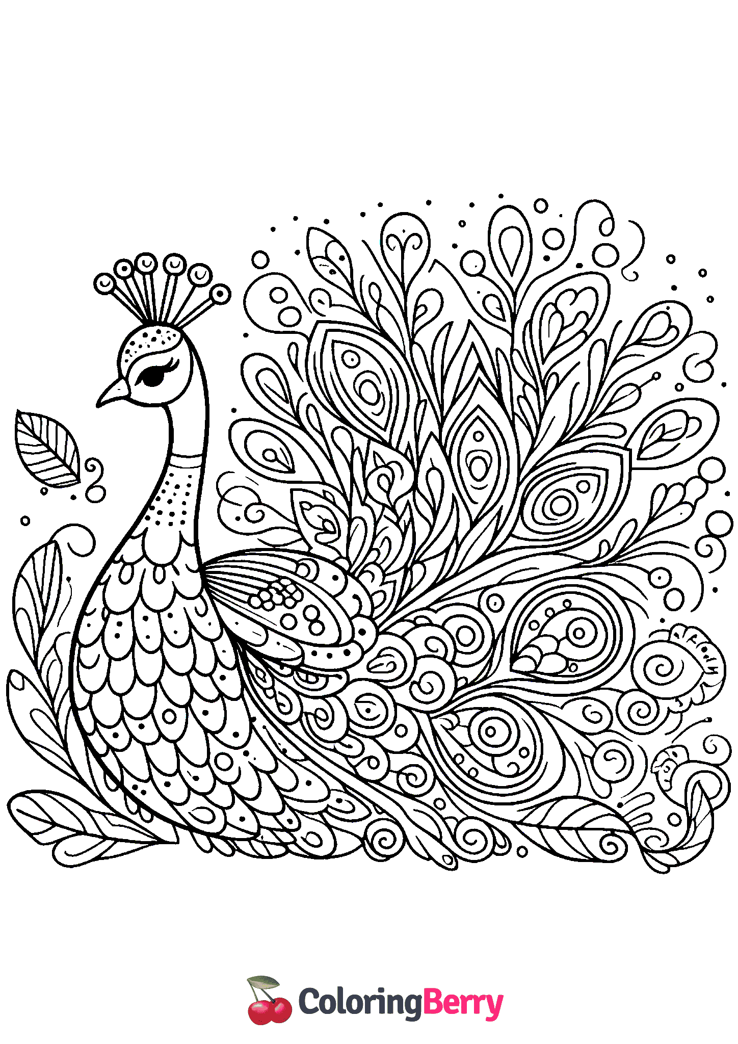 Beautiful Peacock