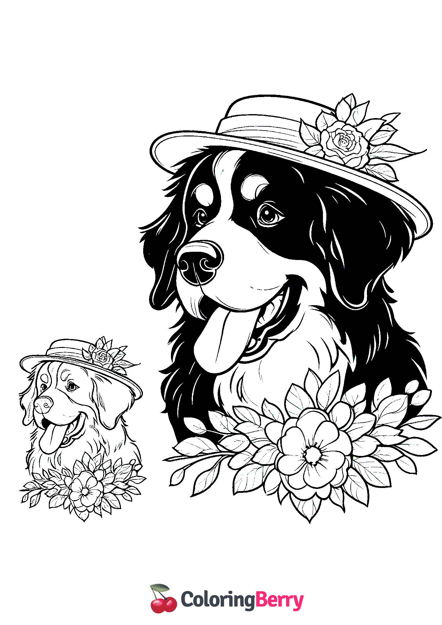 Bernese Mountain Dog