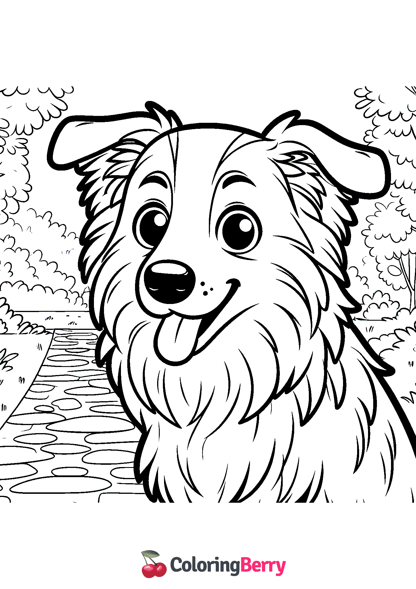 Border Collie