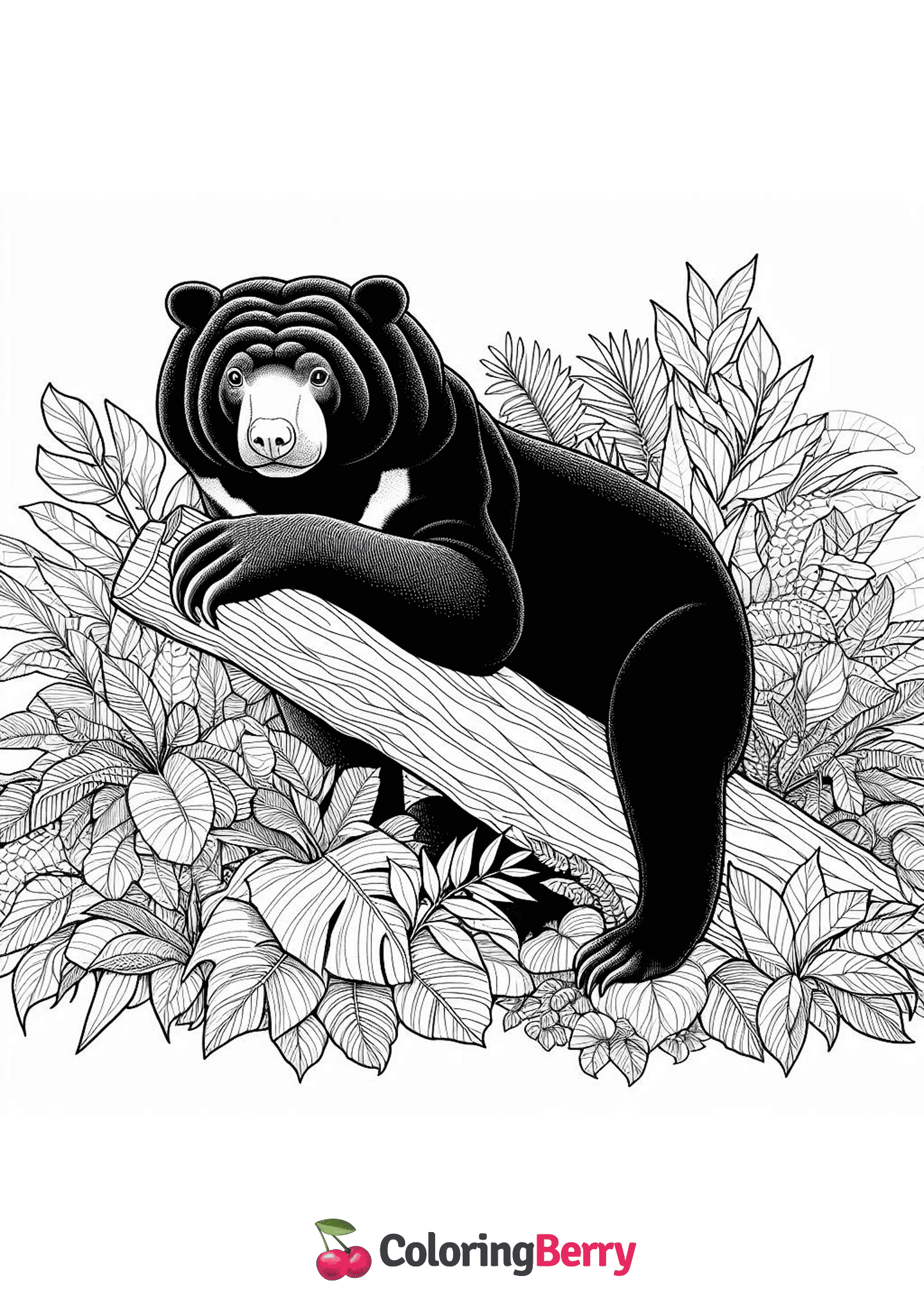 Bornean Sun Bear