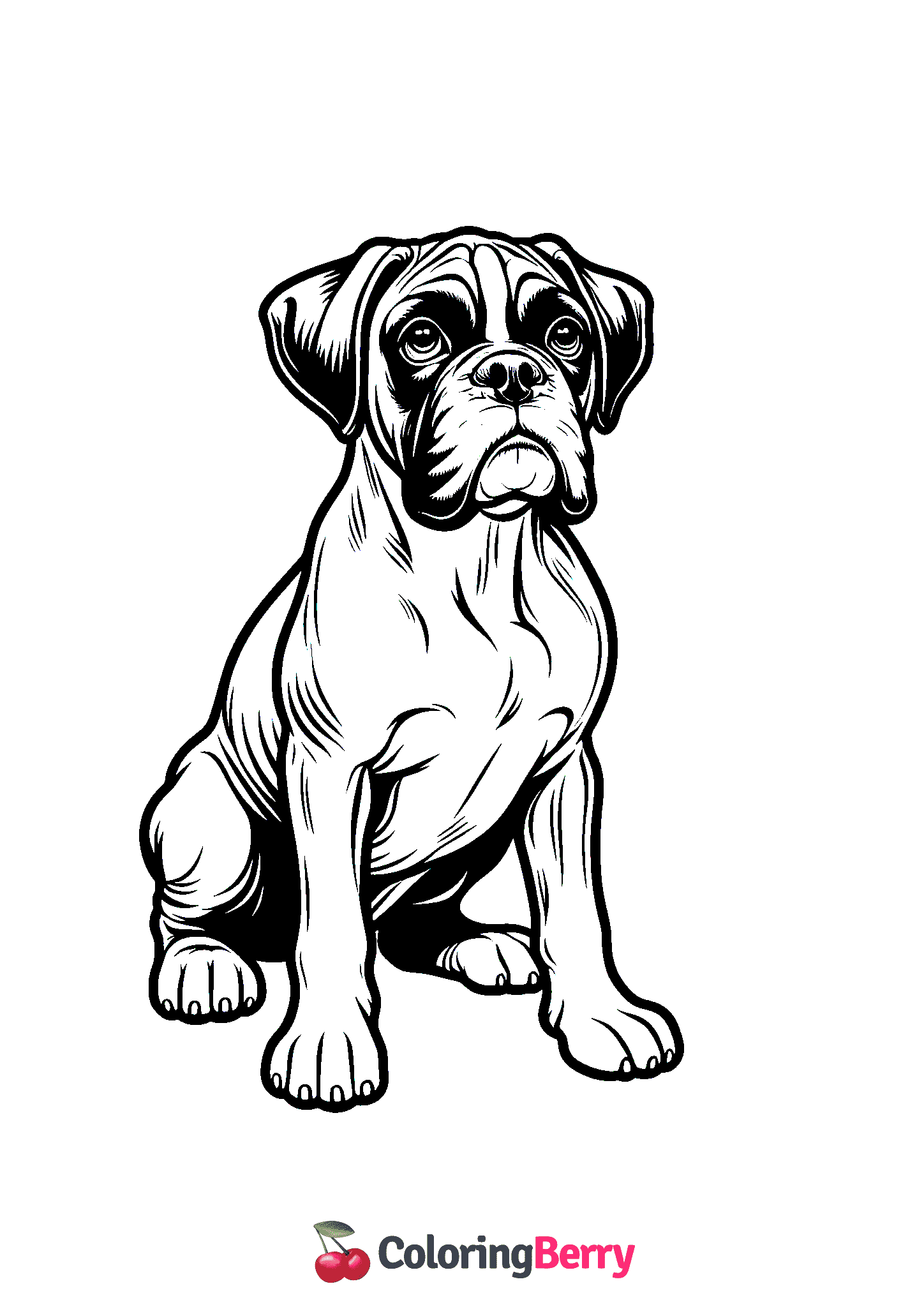 Boxer Dog