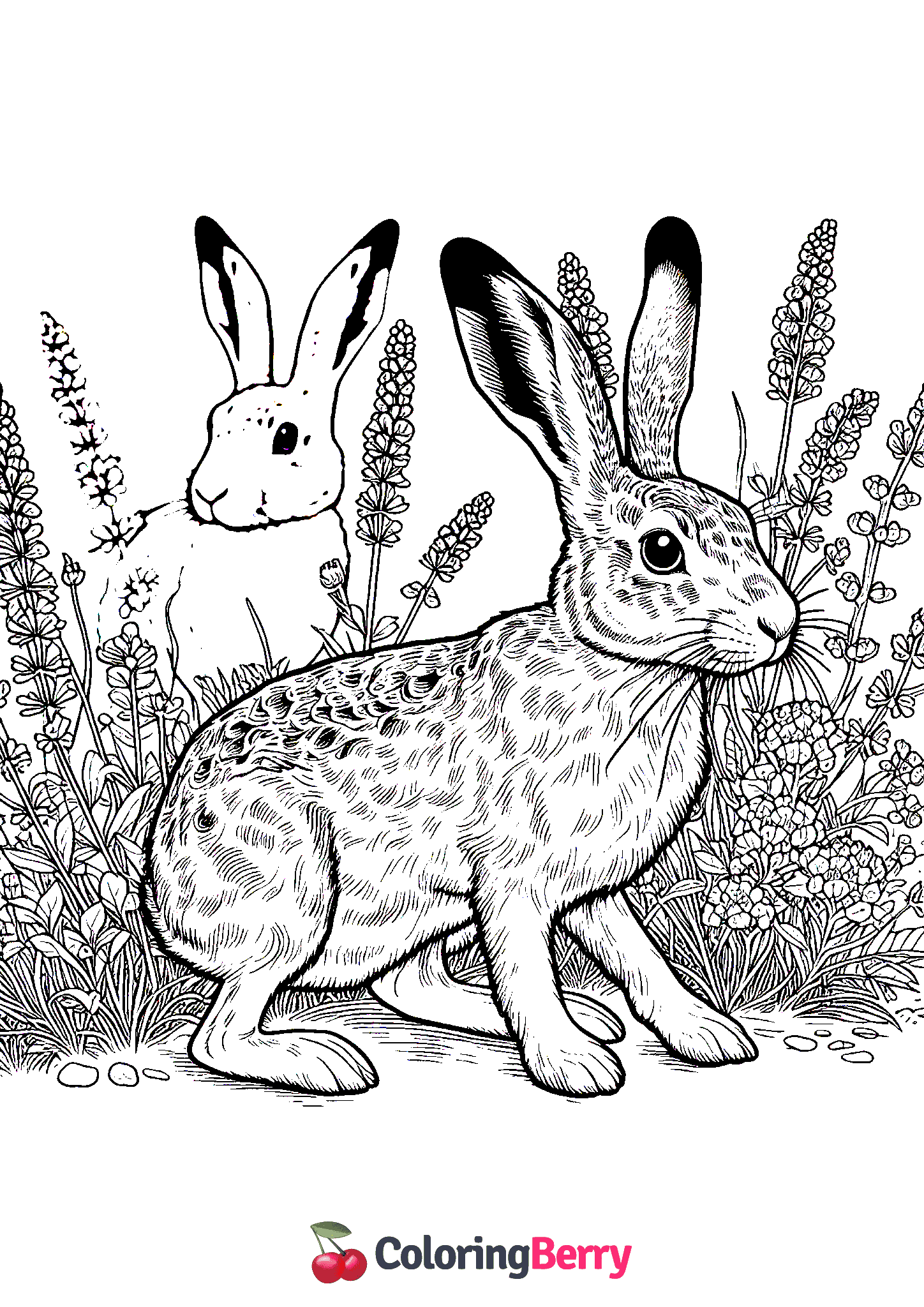 Brown Hare