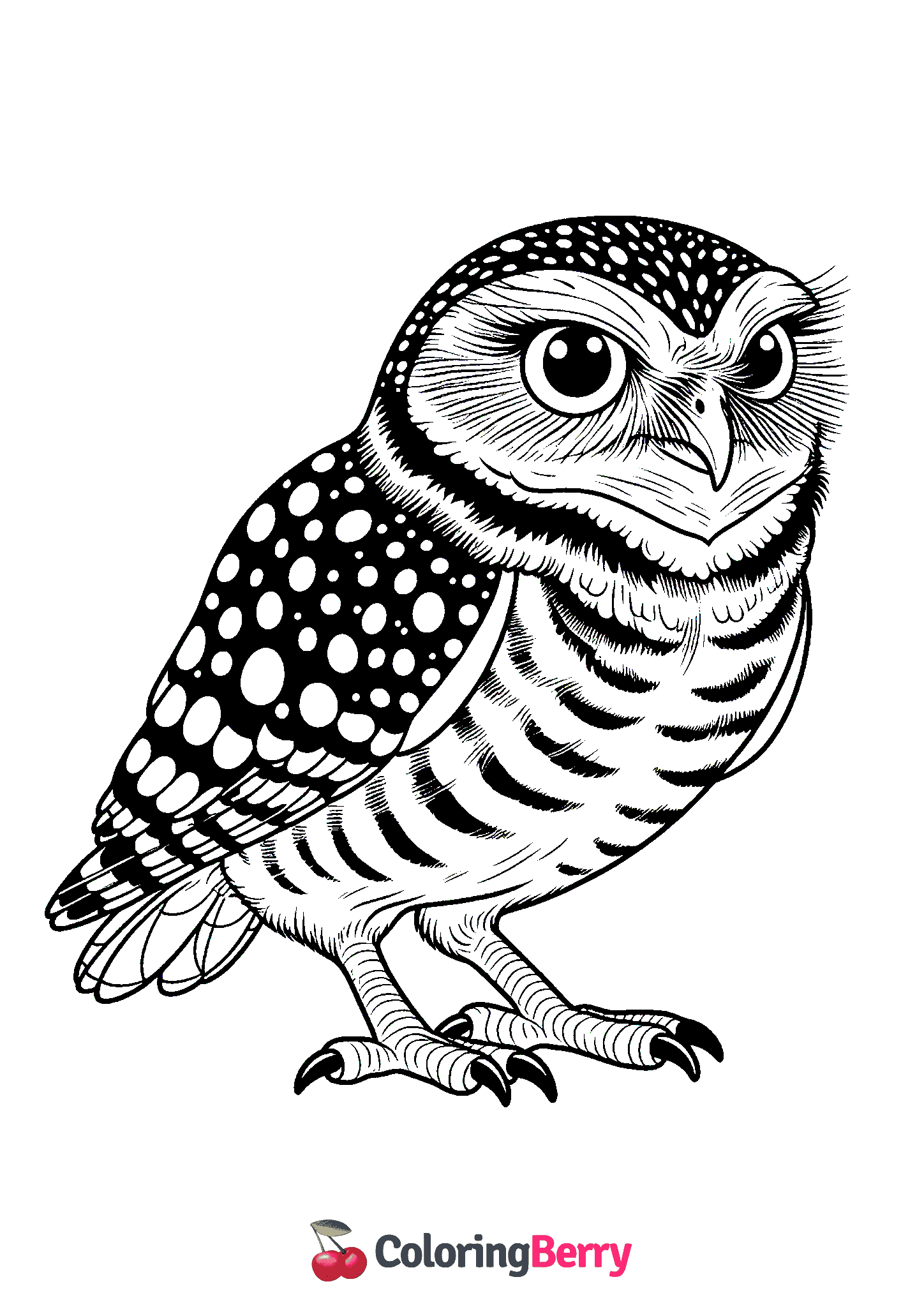 Burrowing Owl