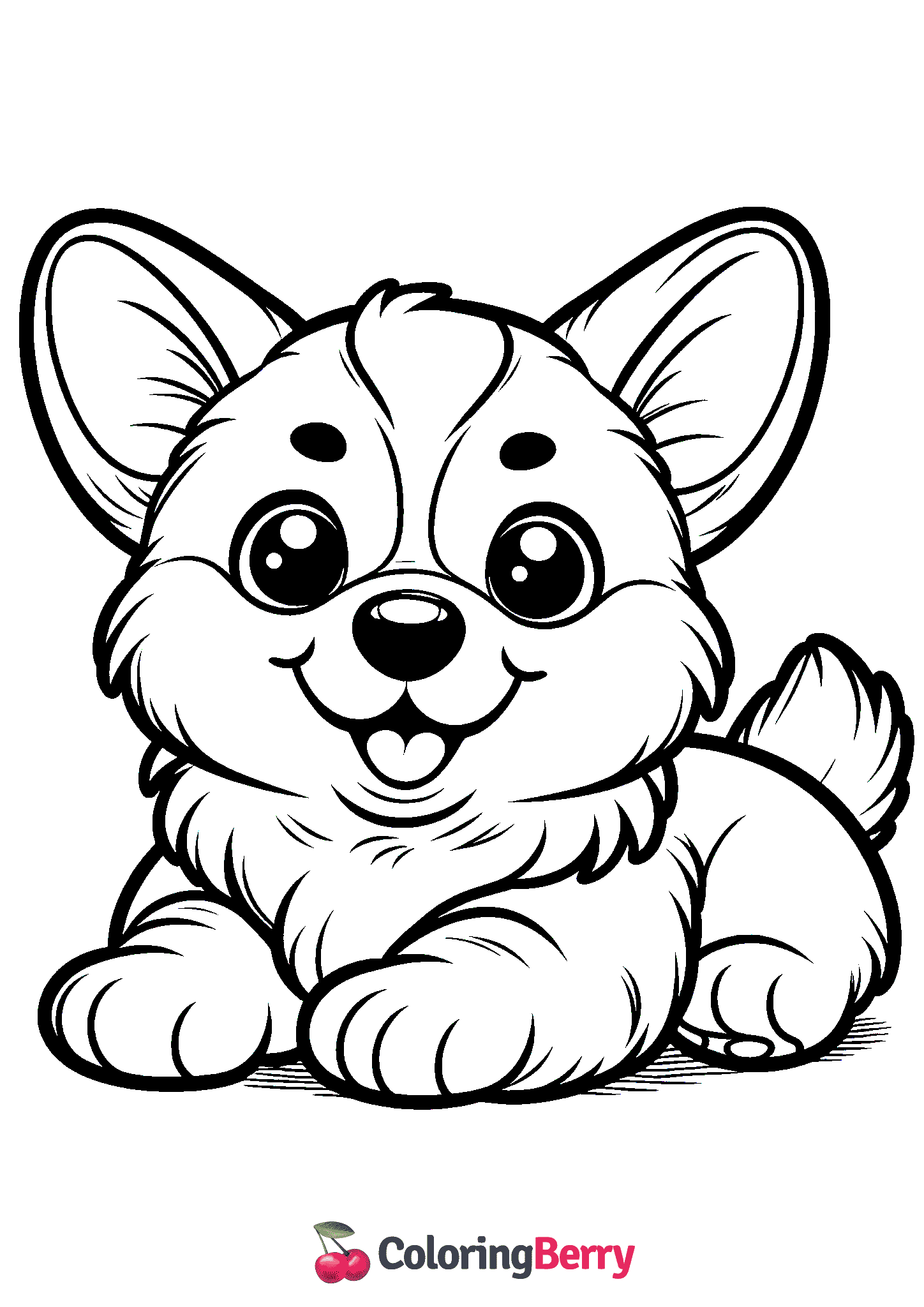 Corgi Puppy