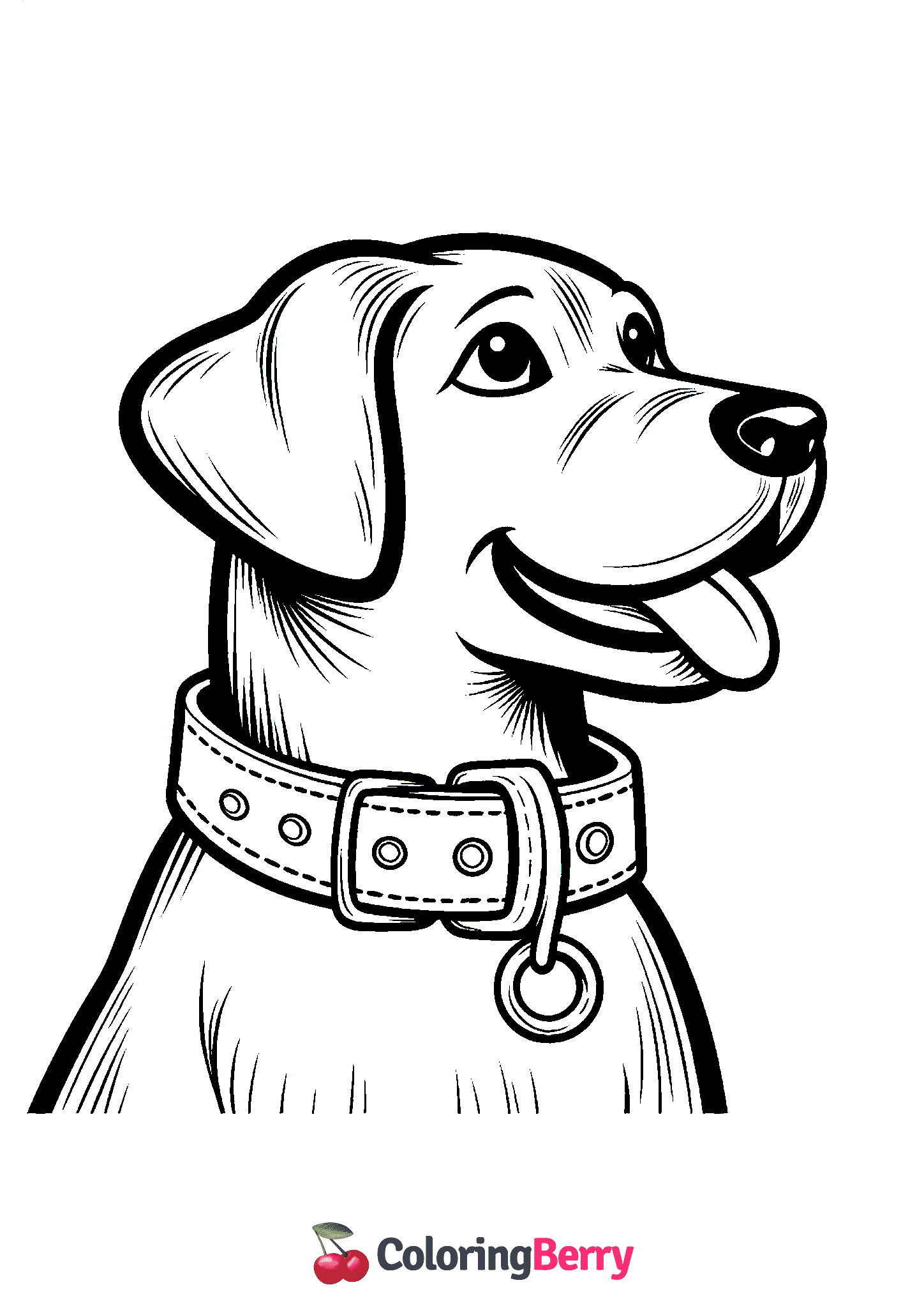 Dog Collar