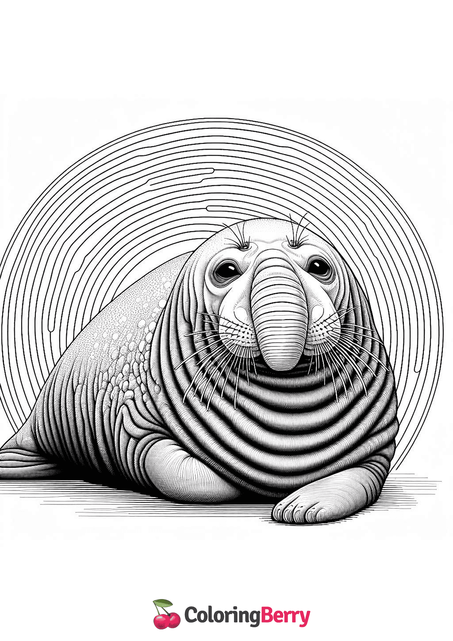 Elephant Seal