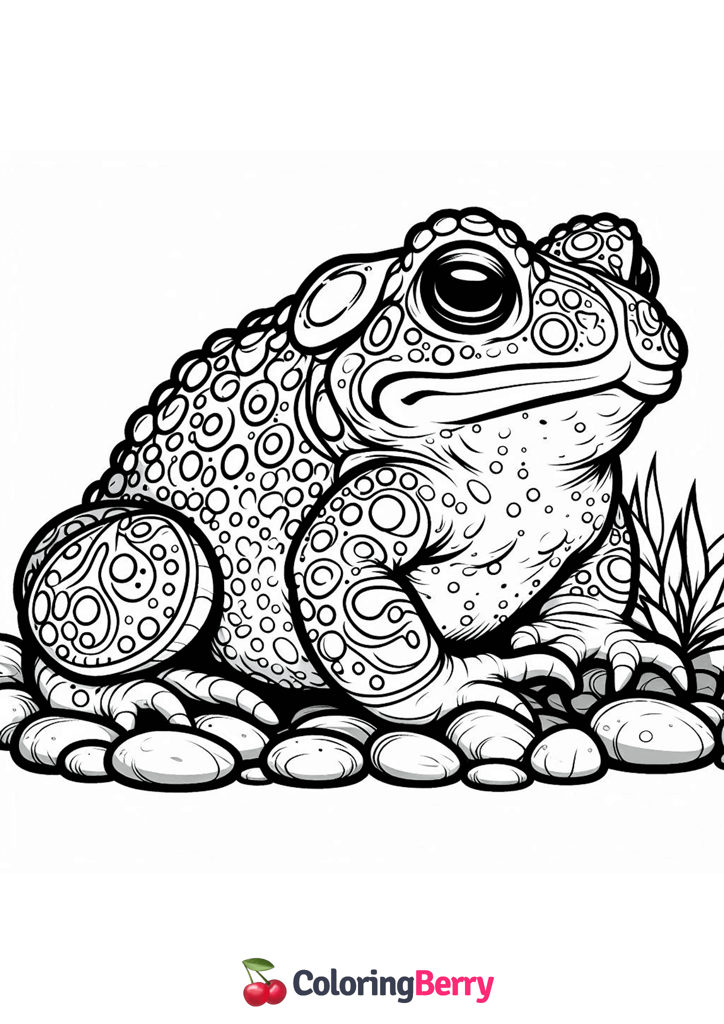 Fire Belly Toad