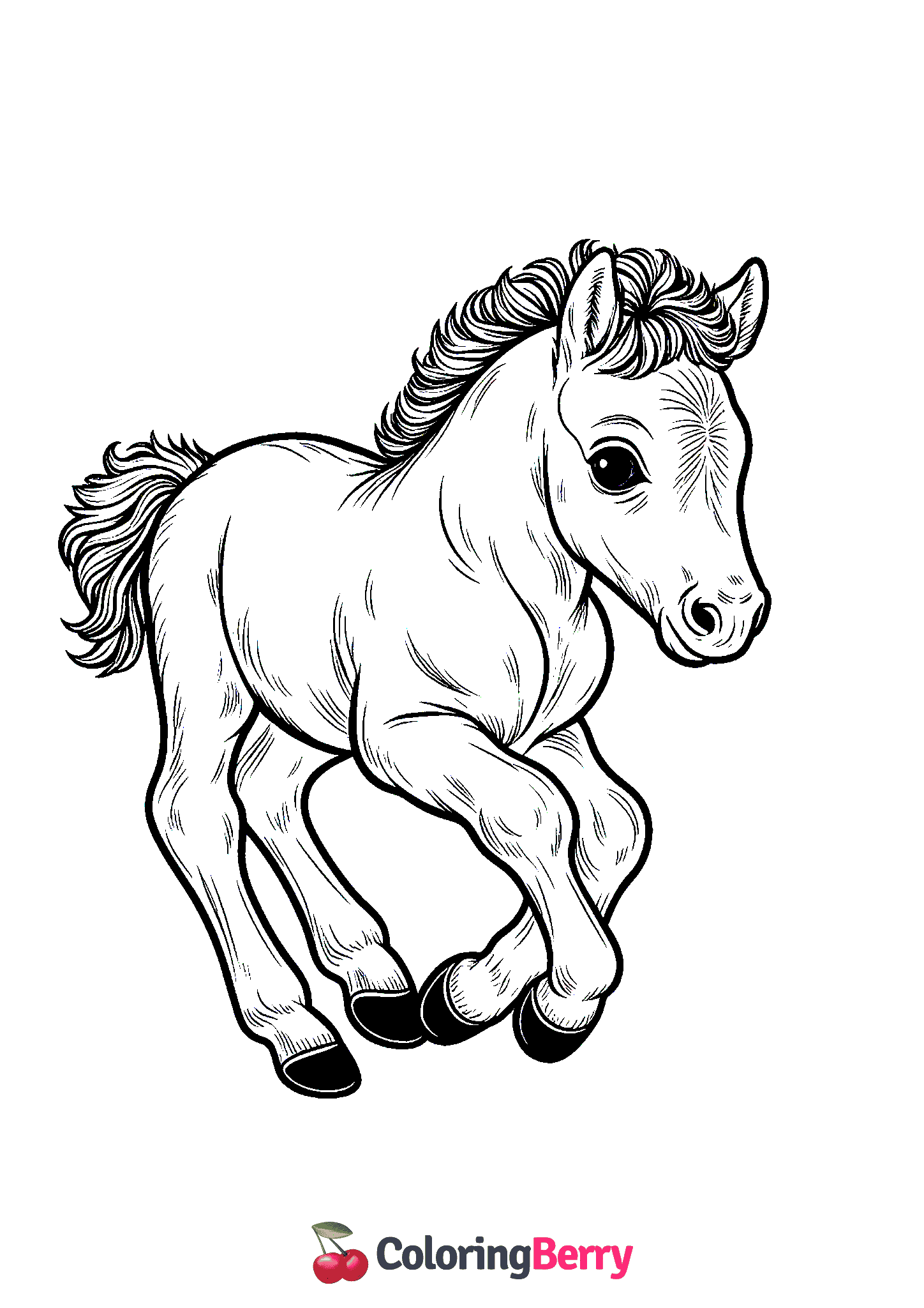Foal Horse