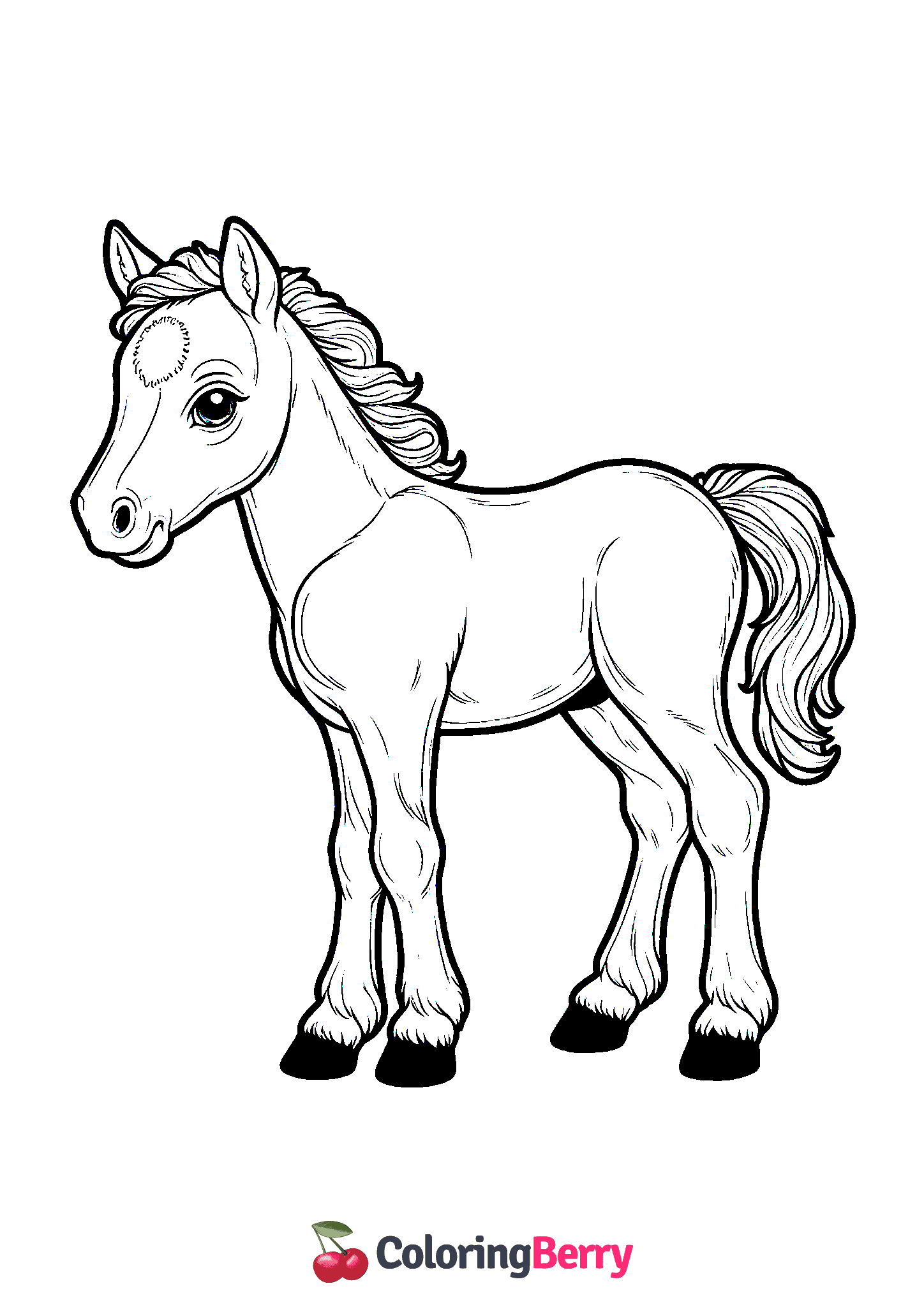 Foal