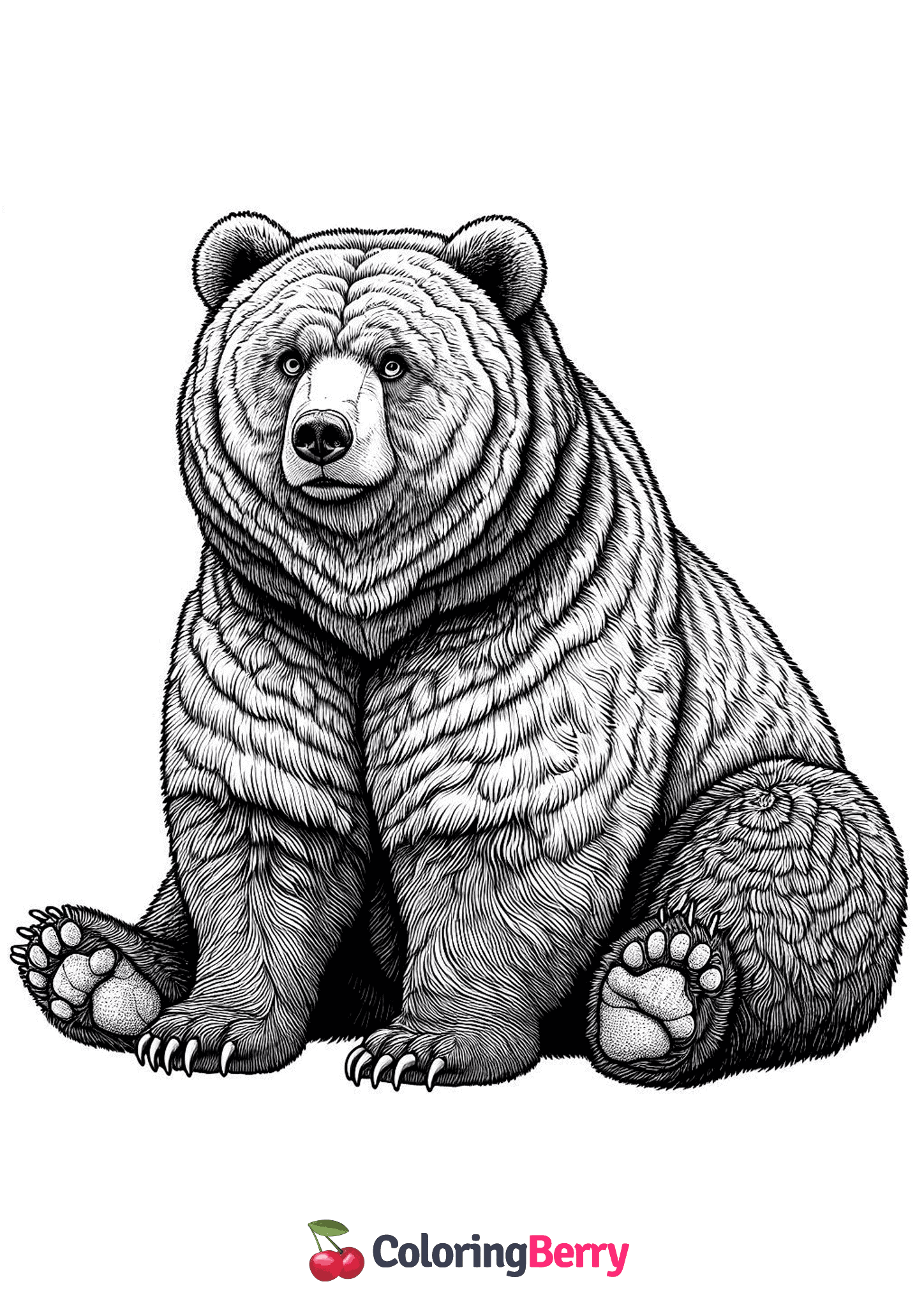 Grizzly Bear Sitting