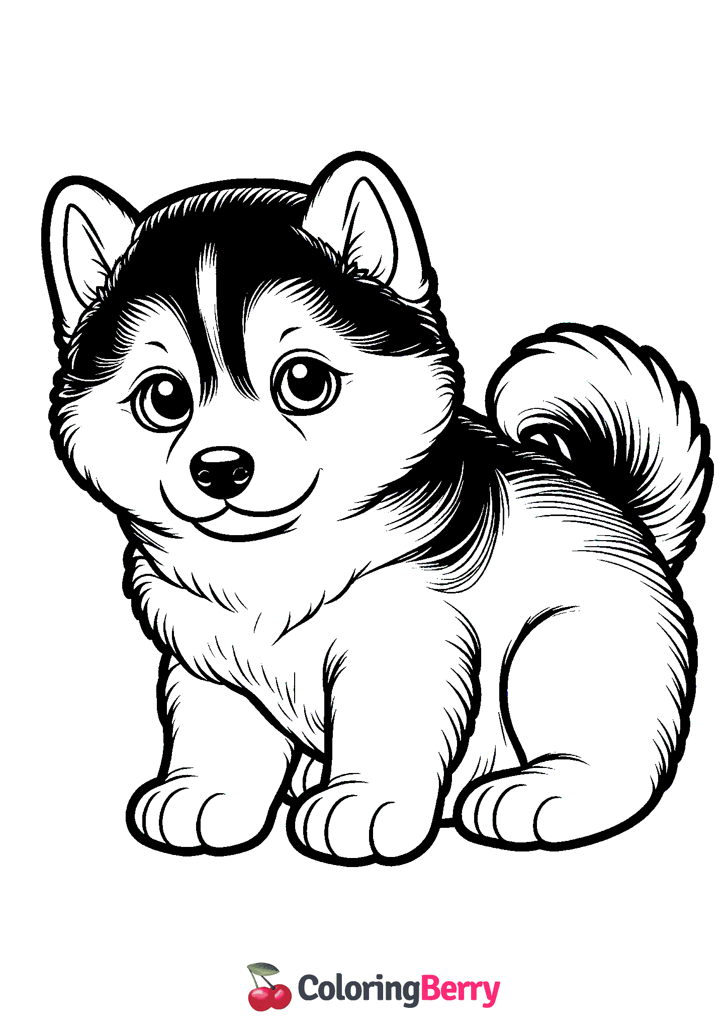 Husky Puppy