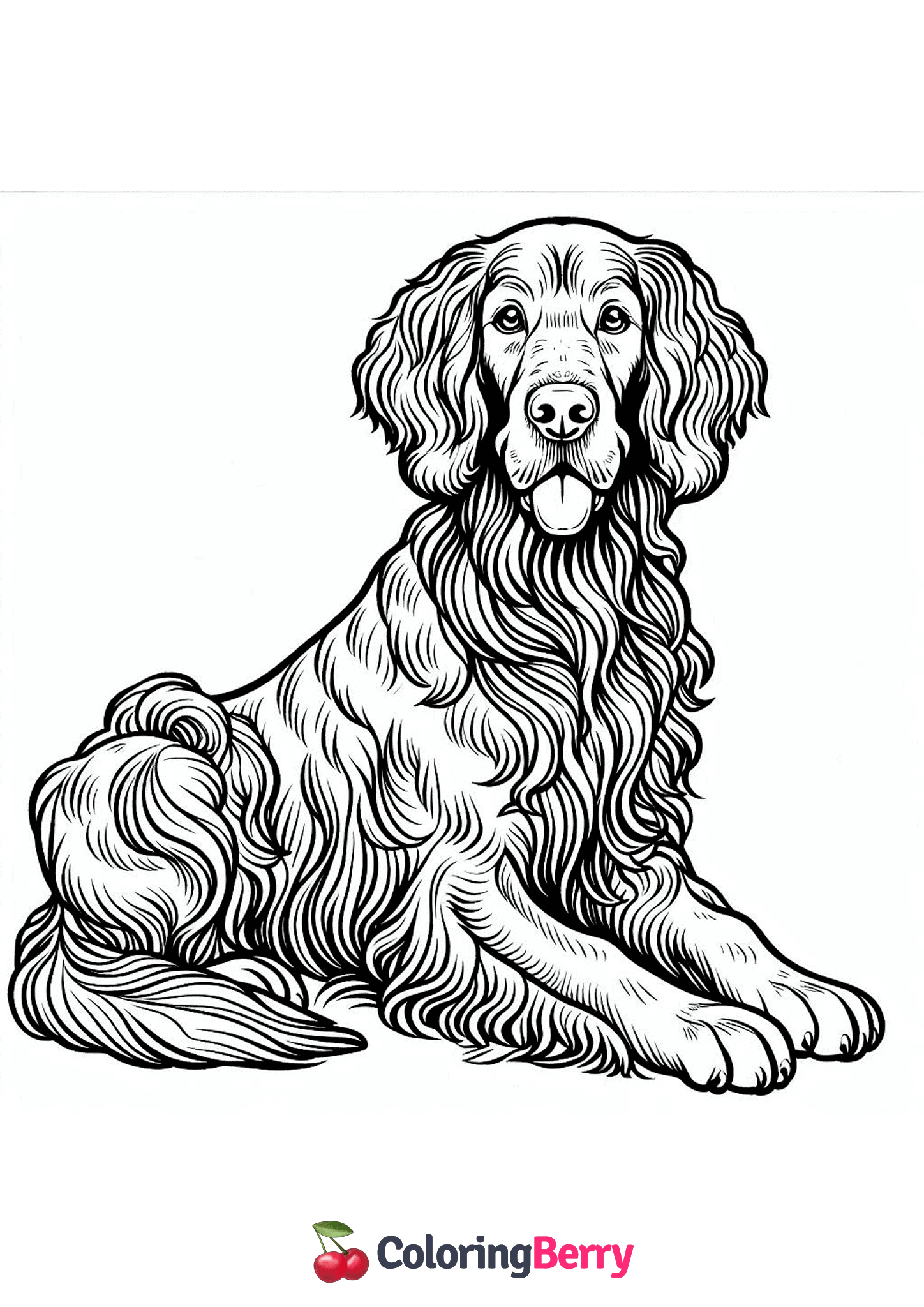 Irish Setter