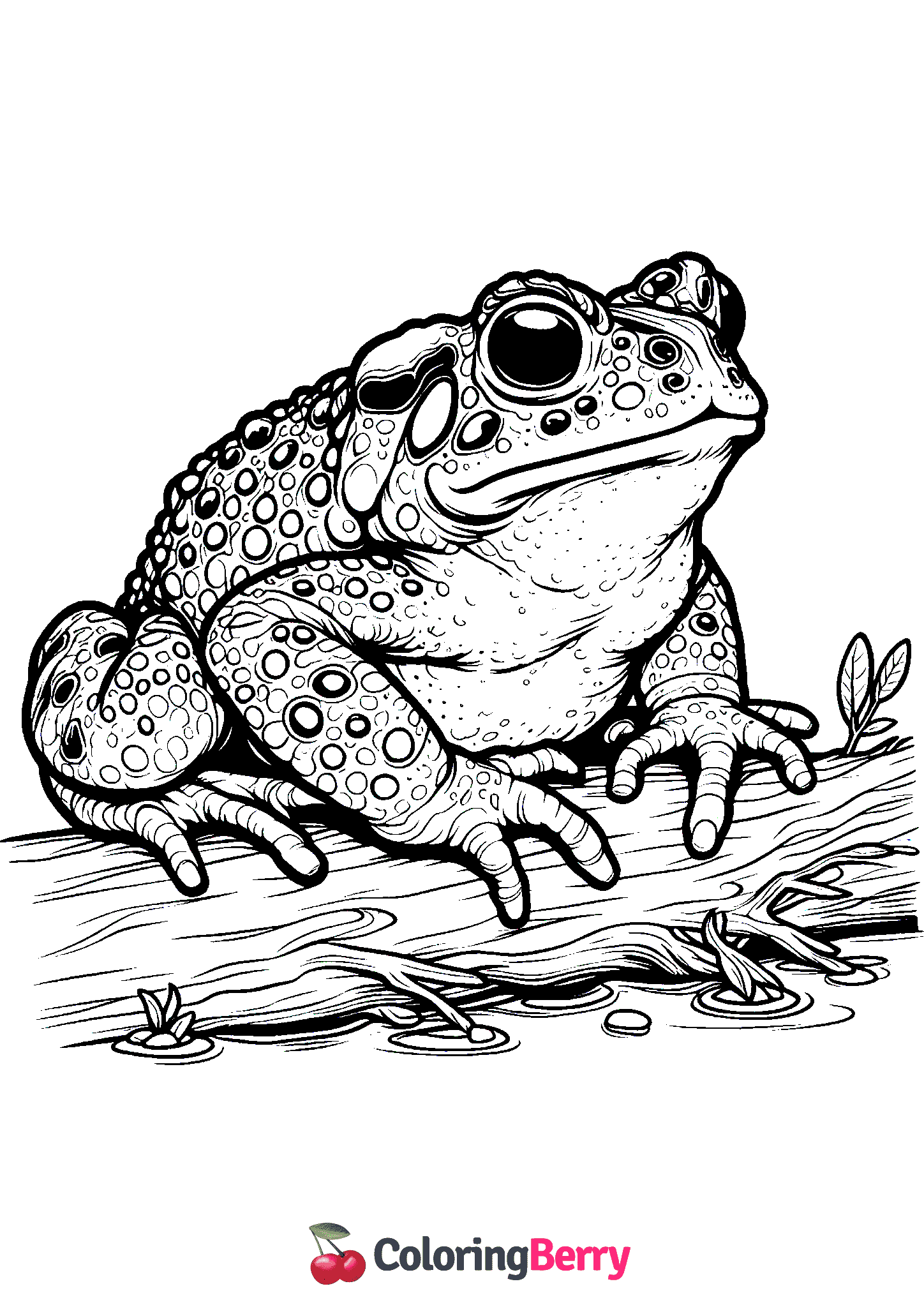 Juvenile Cane Toad
