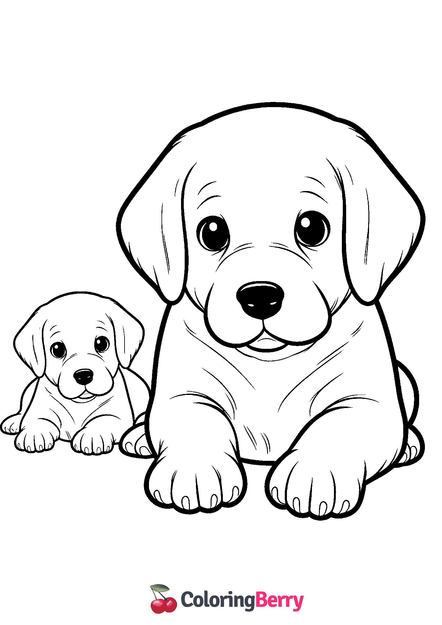 Labrador Puppy