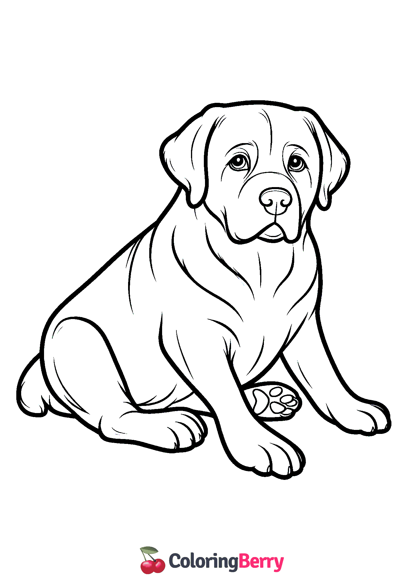 Labrador Retriever