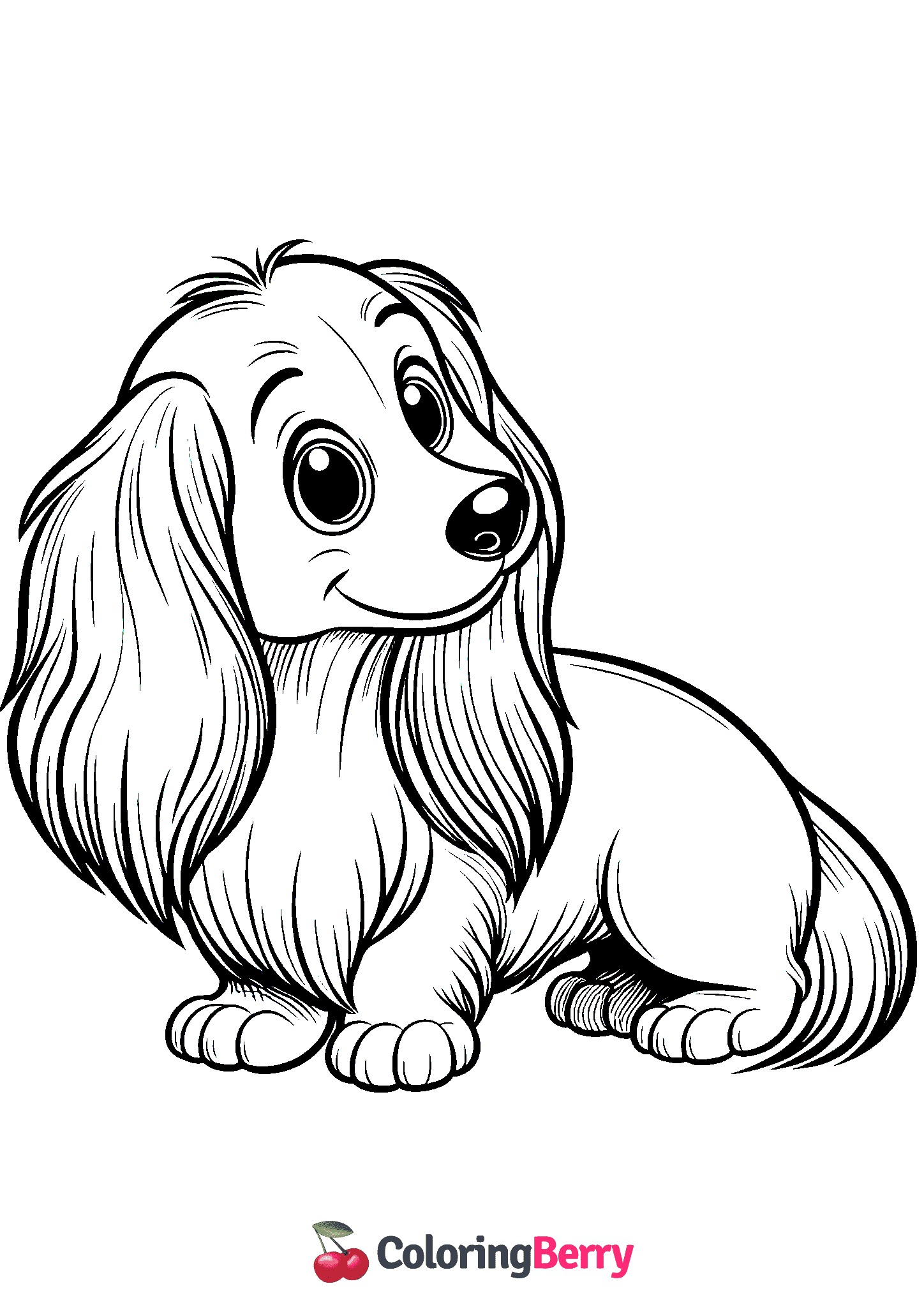 Long Haired Dachshund