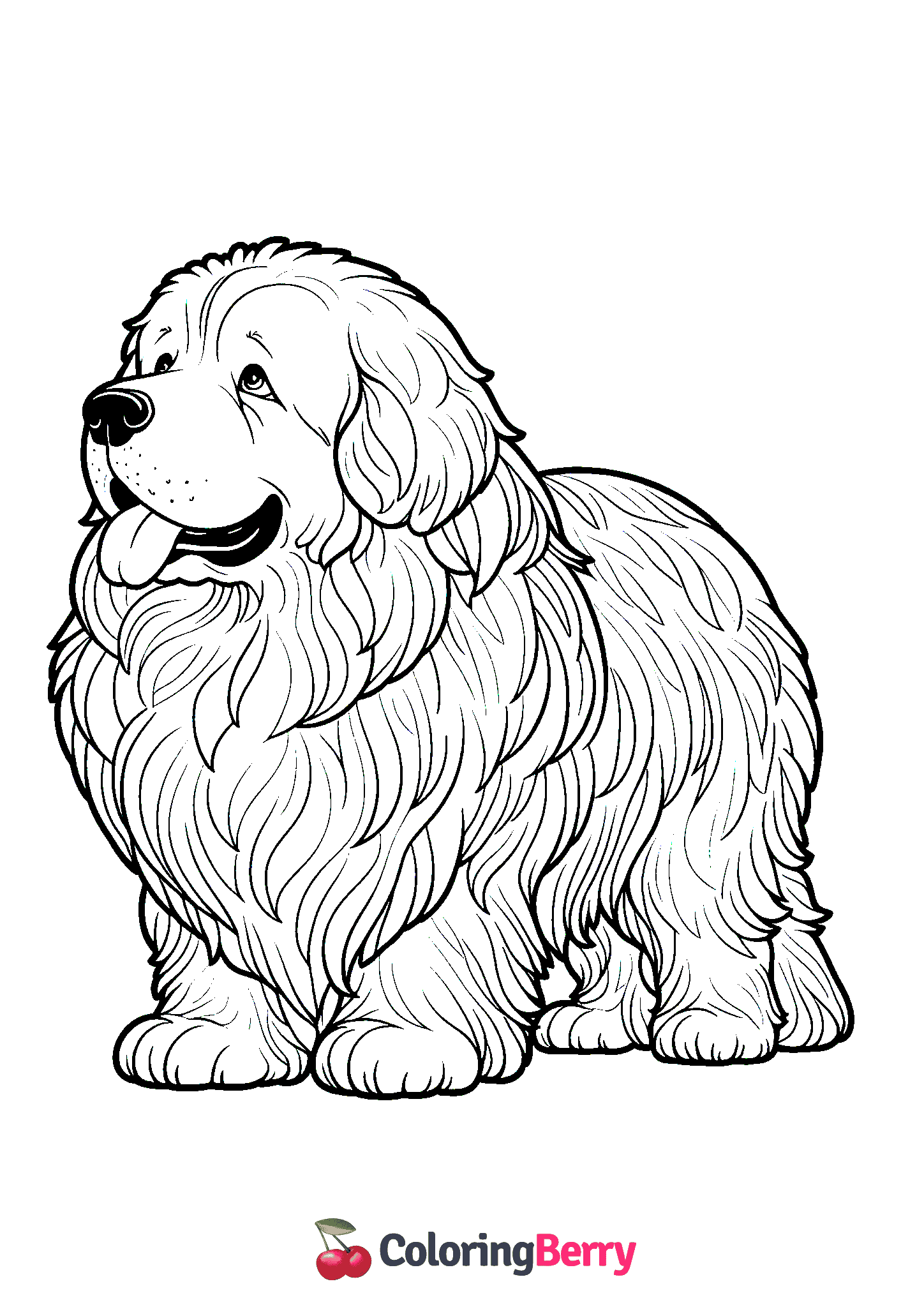 Newfoundland Dog