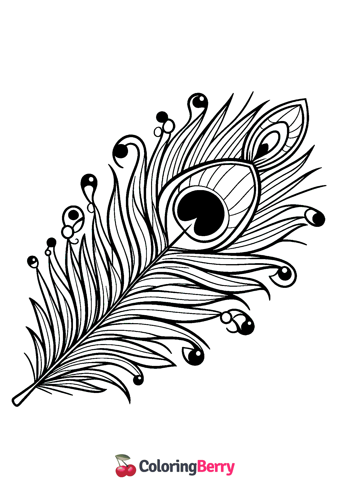 Peacock Feather
