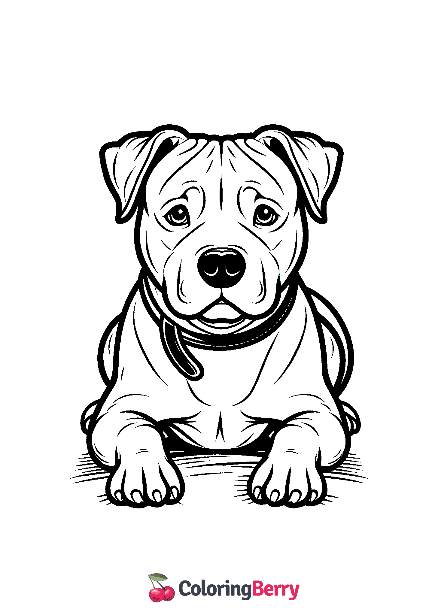 Pitbull Dog
