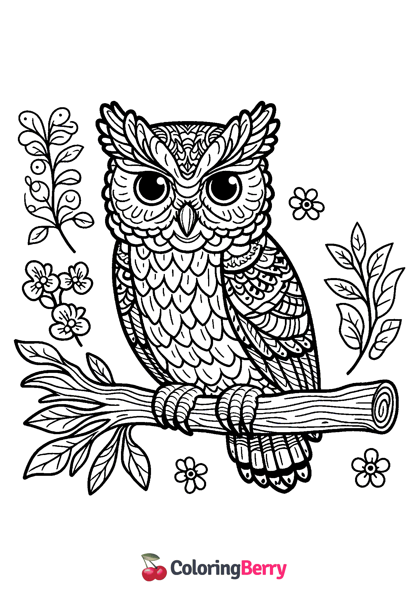 Screech Owl
