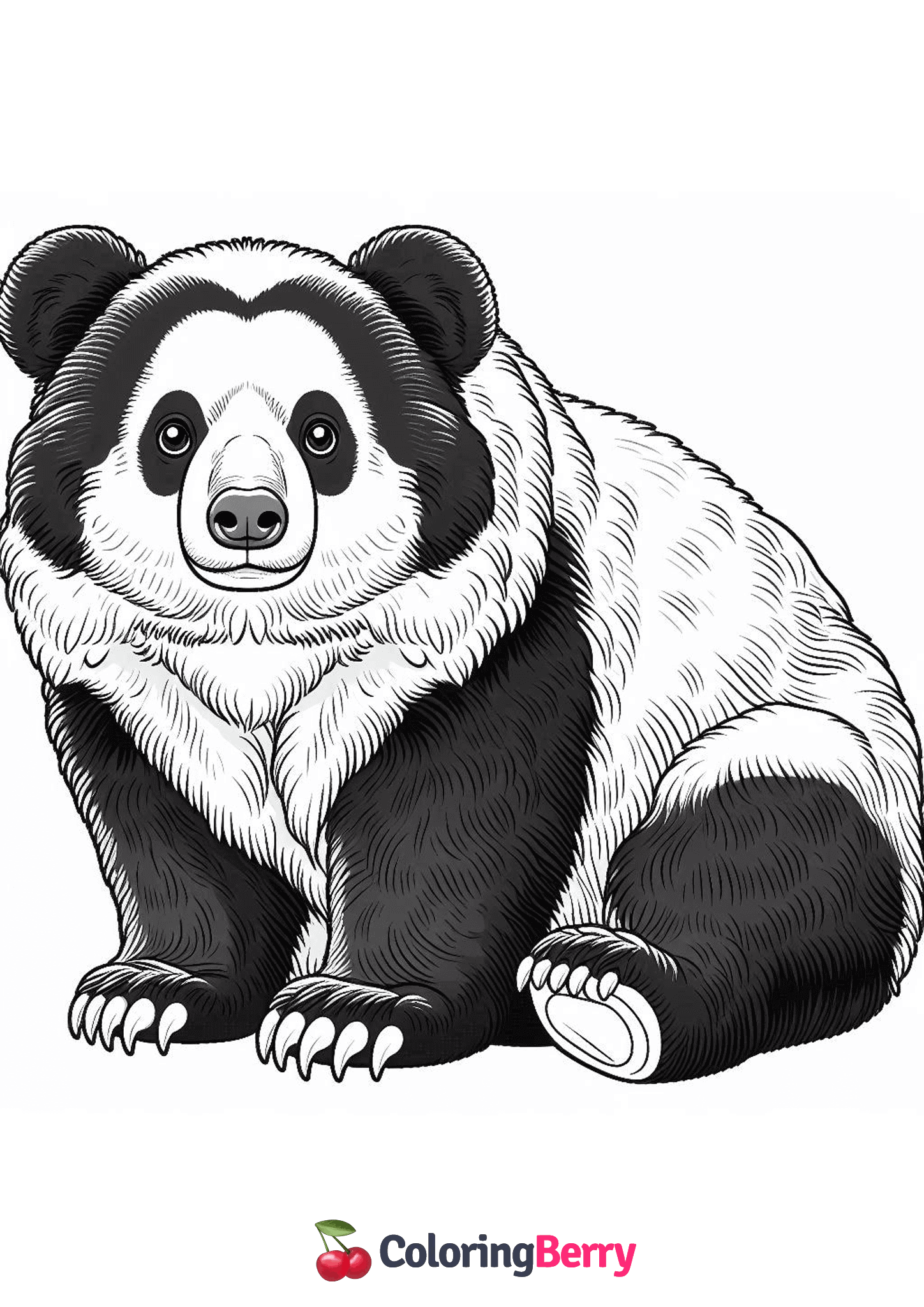 Spectacled Bear