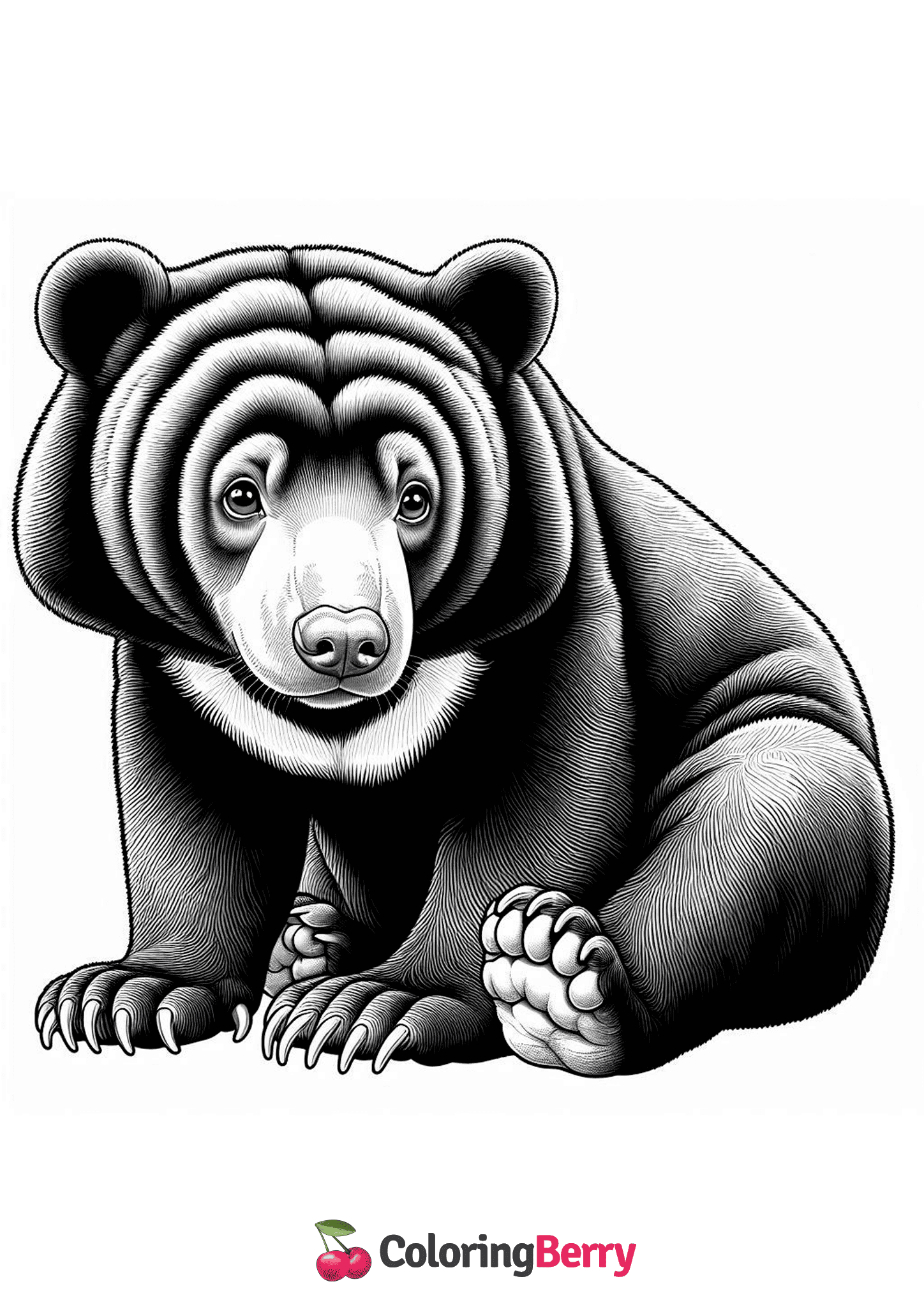 Sun Bear Cub