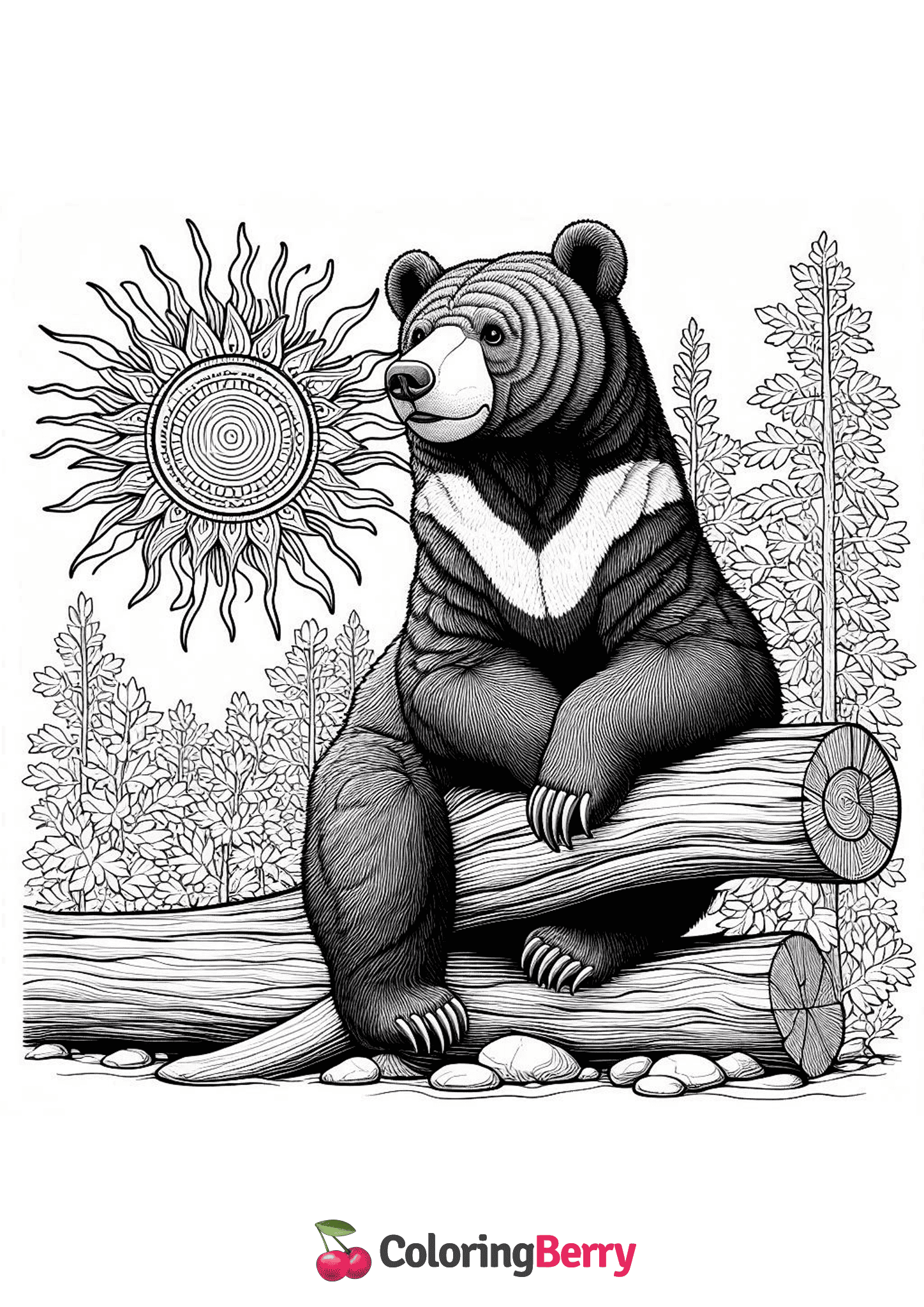 Sun Bear Sitting