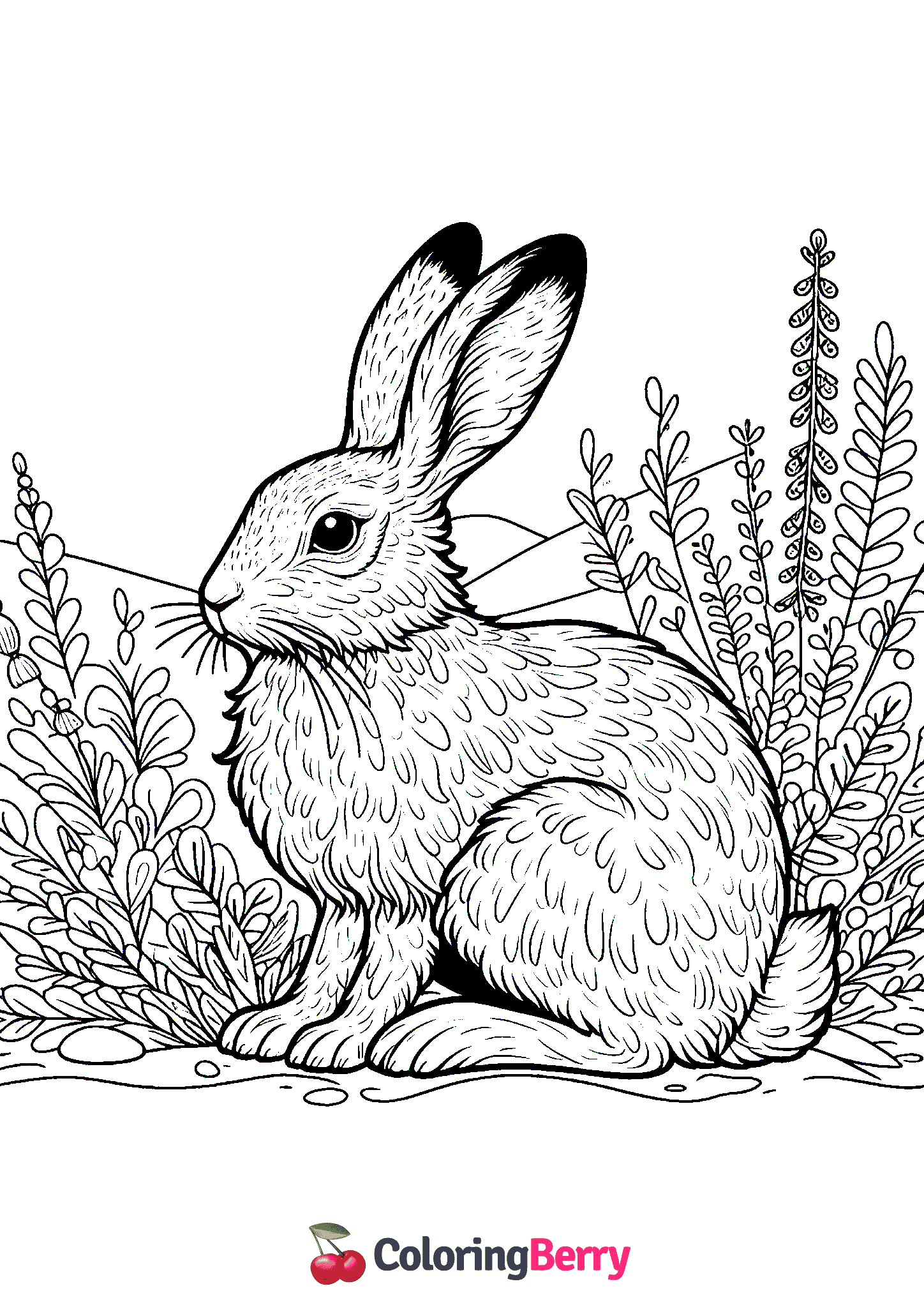 Young Hare